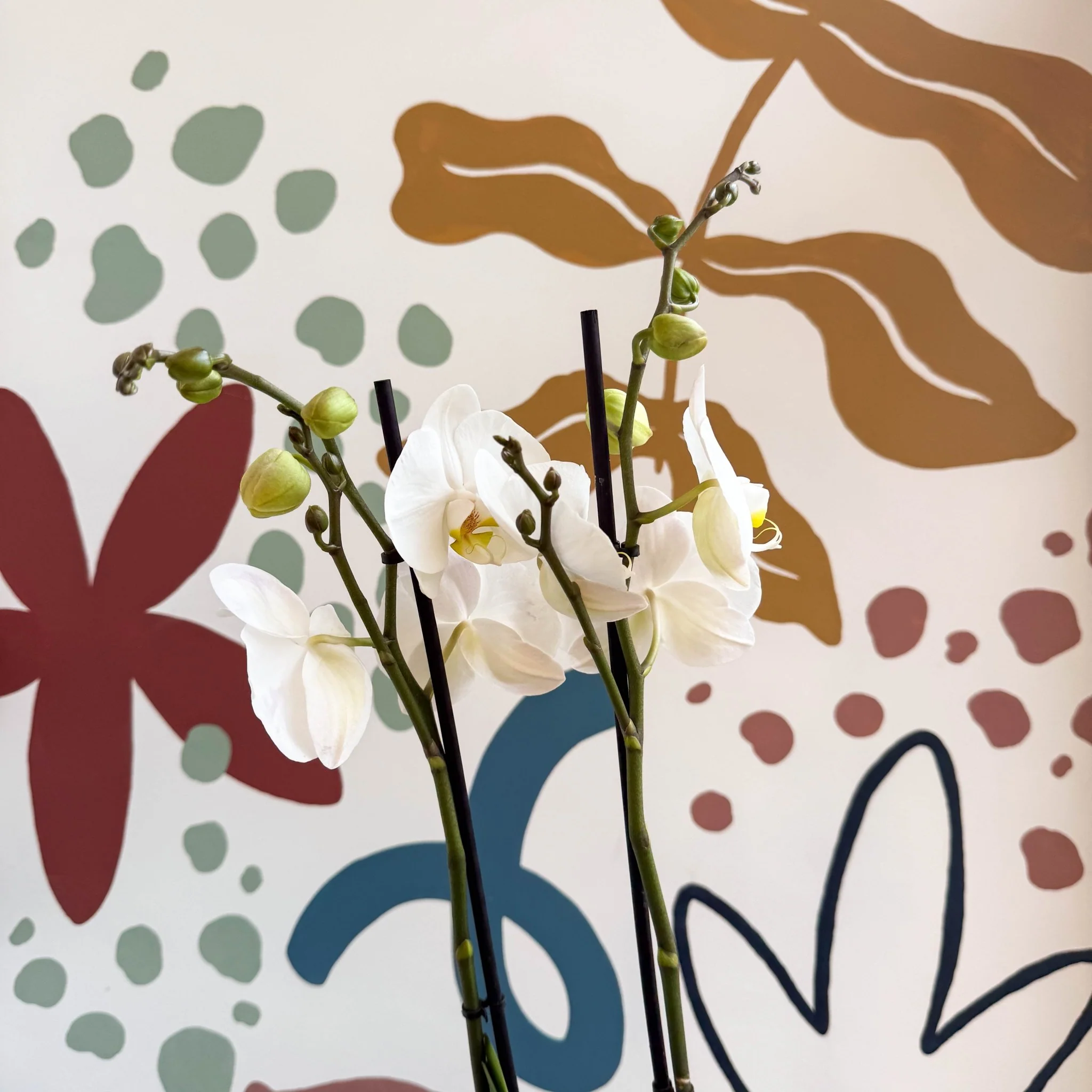 Phalaenopsis - White Moth Orchid - Image 2