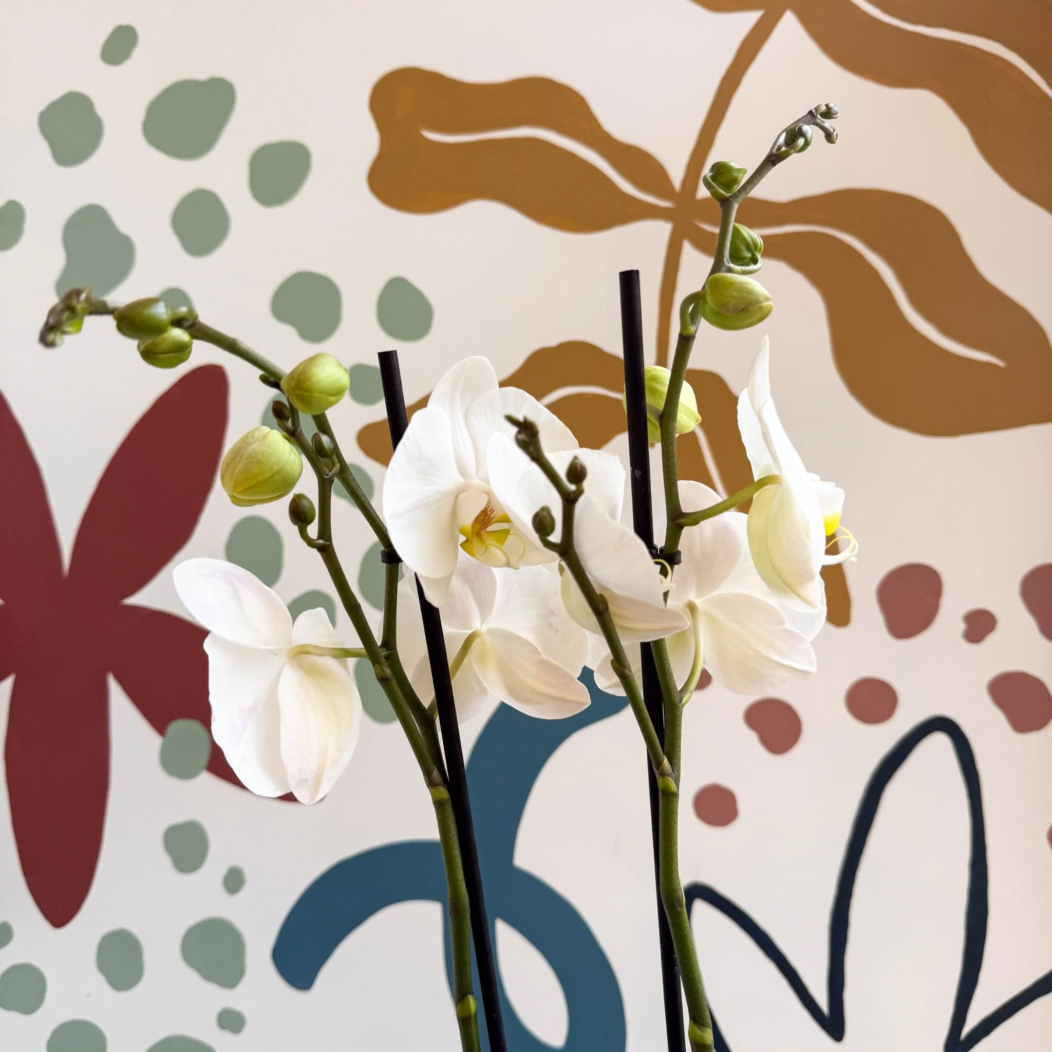 Phalaenopsis - White Moth Orchid - Image 3
