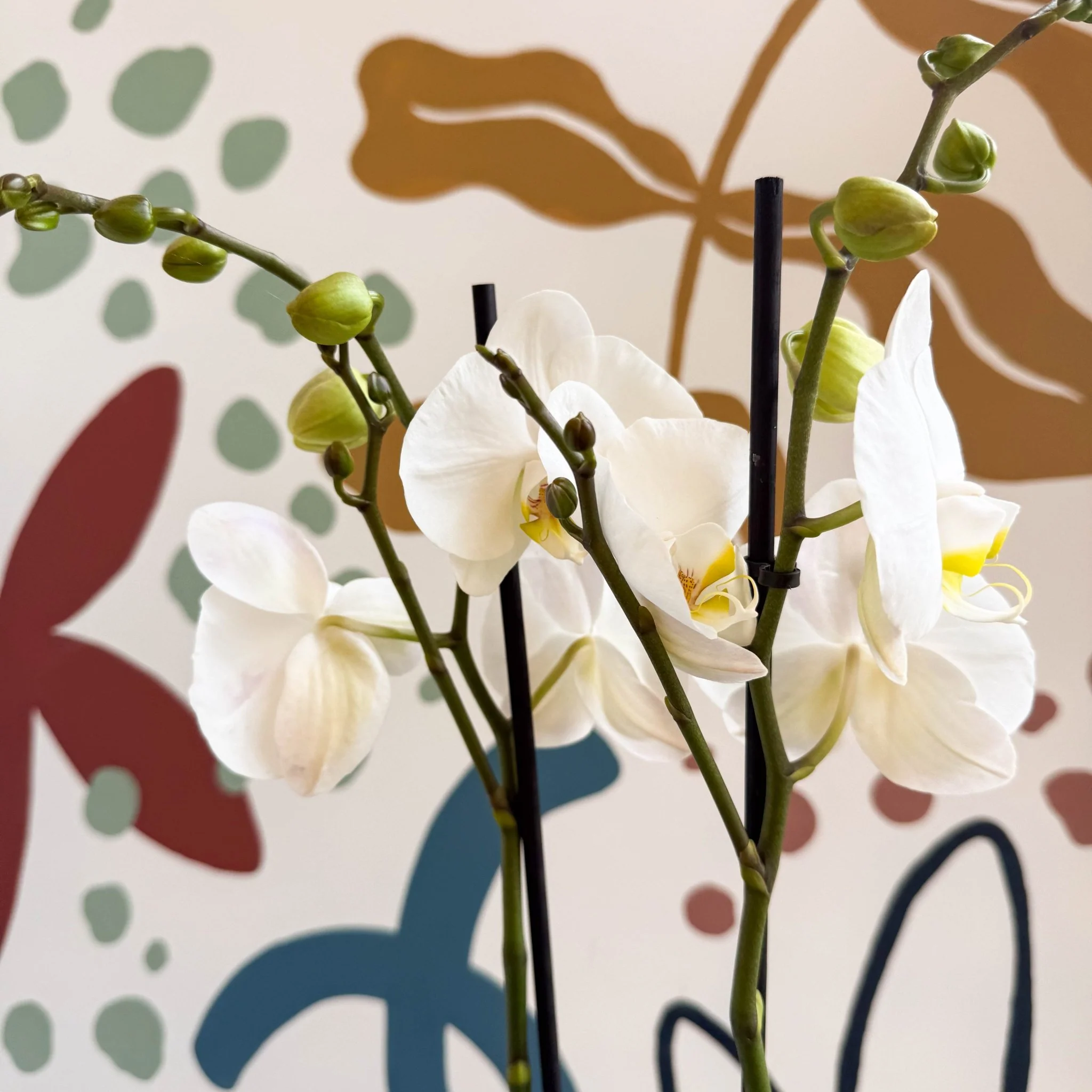 Phalaenopsis - White Moth Orchid - Image 5