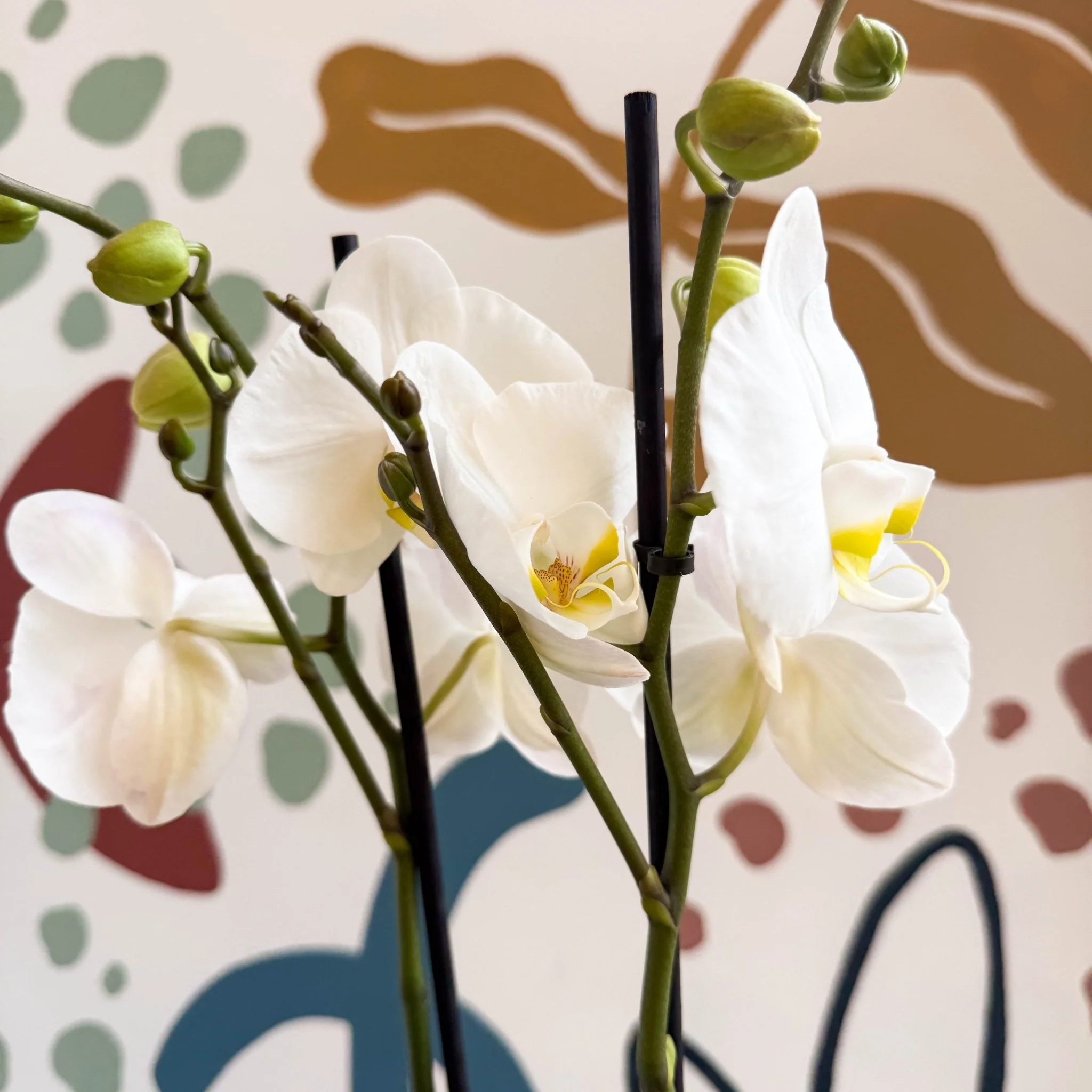 Phalaenopsis - White Moth Orchid - Image 6
