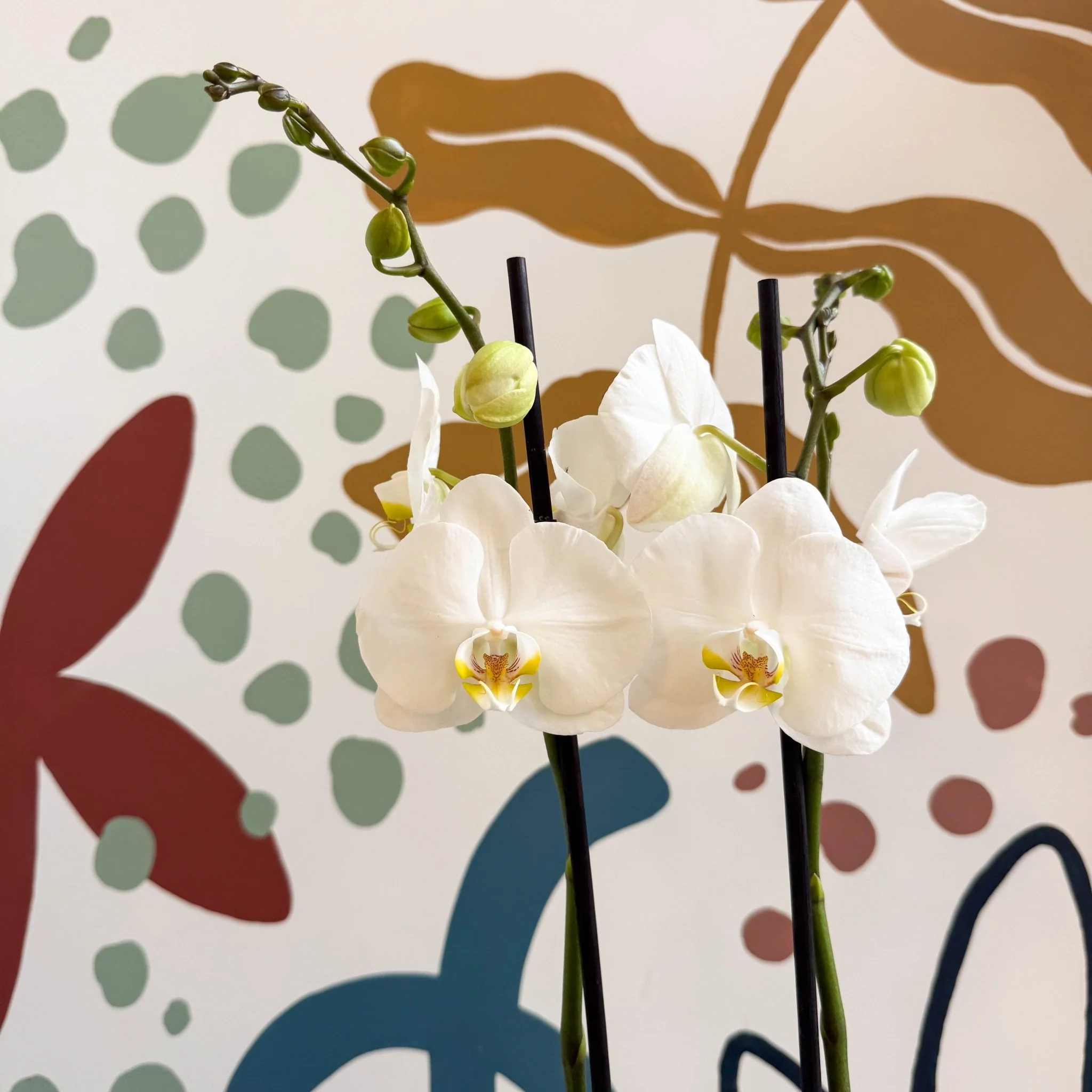 Phalaenopsis - White Moth Orchid - Image 7