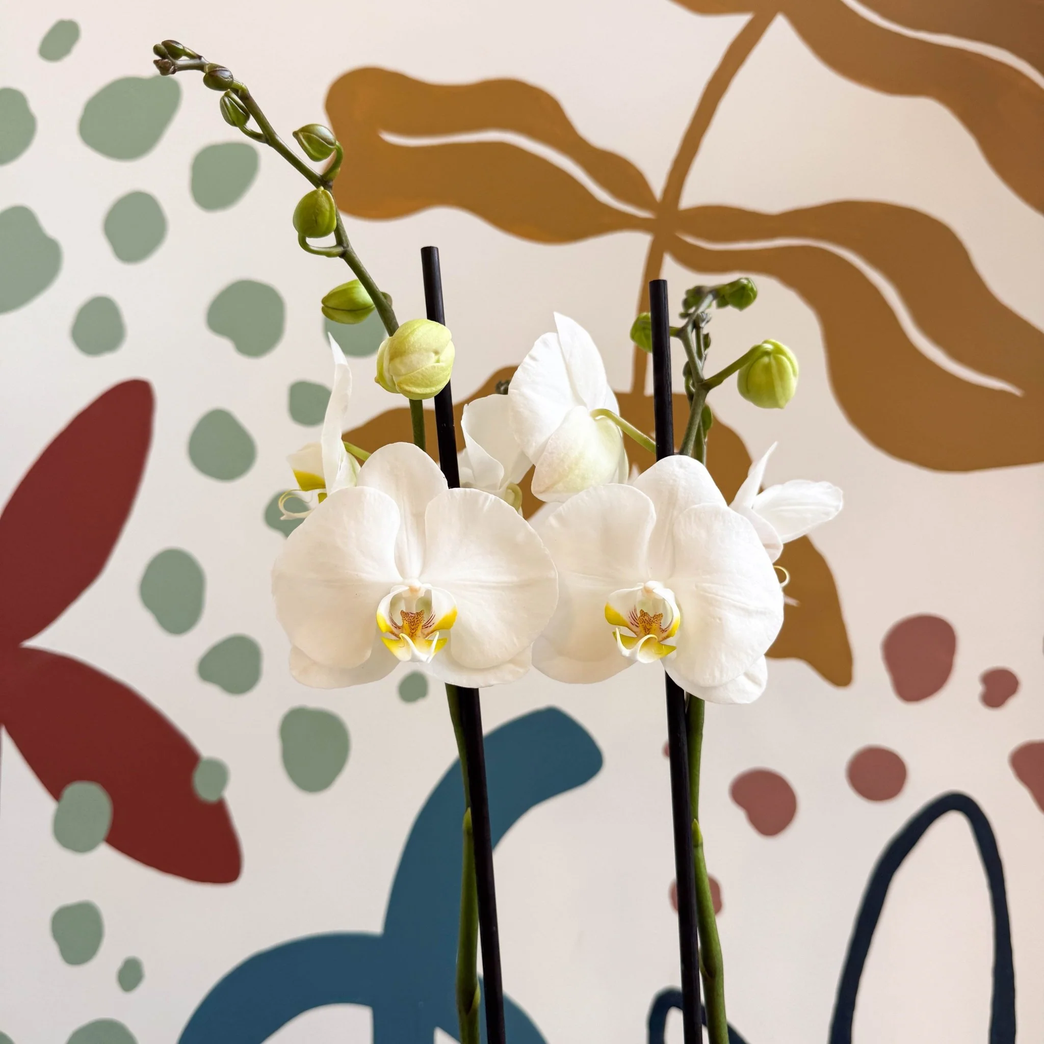 Phalaenopsis - White Moth Orchid - Image 8