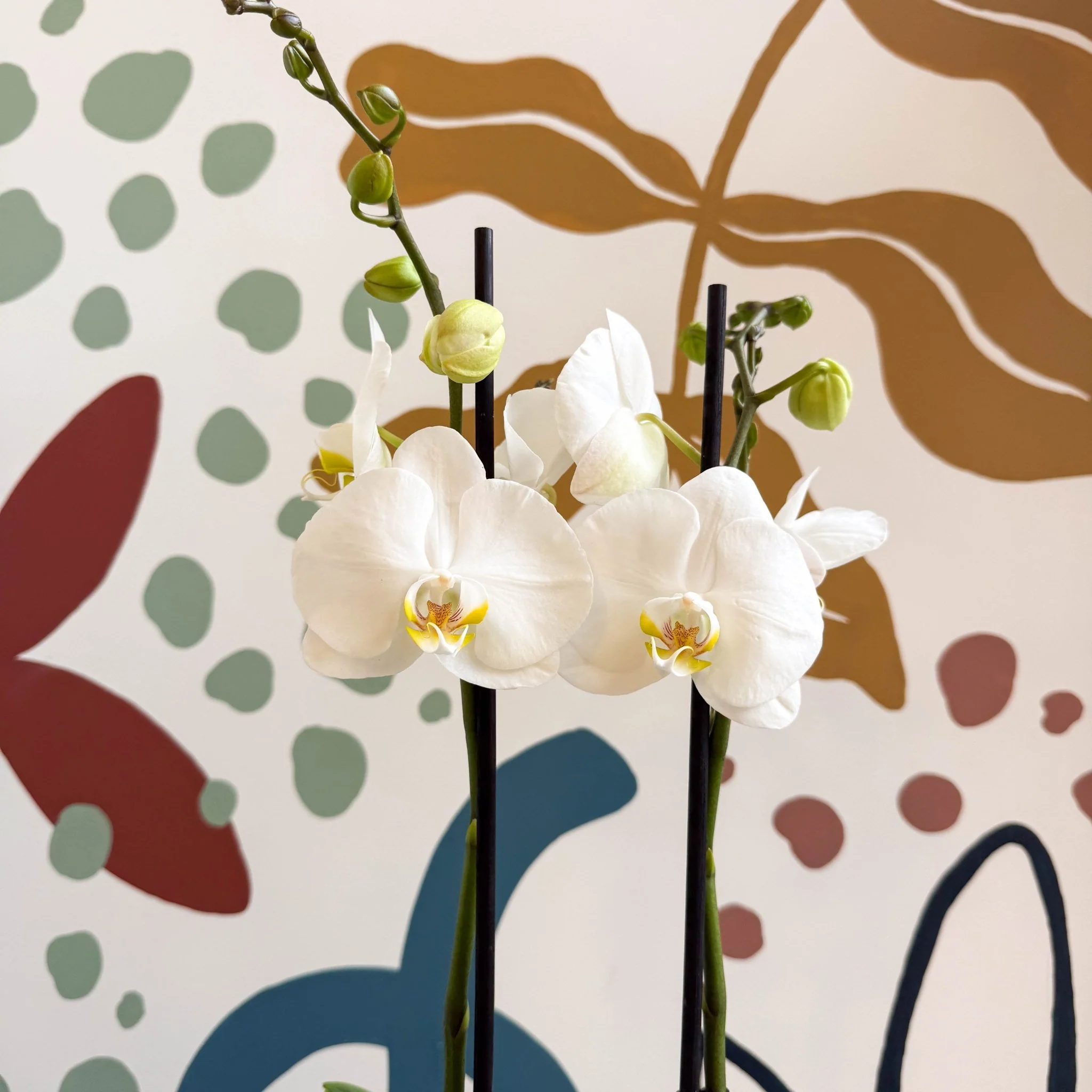 Phalaenopsis - White Moth Orchid - Image 9
