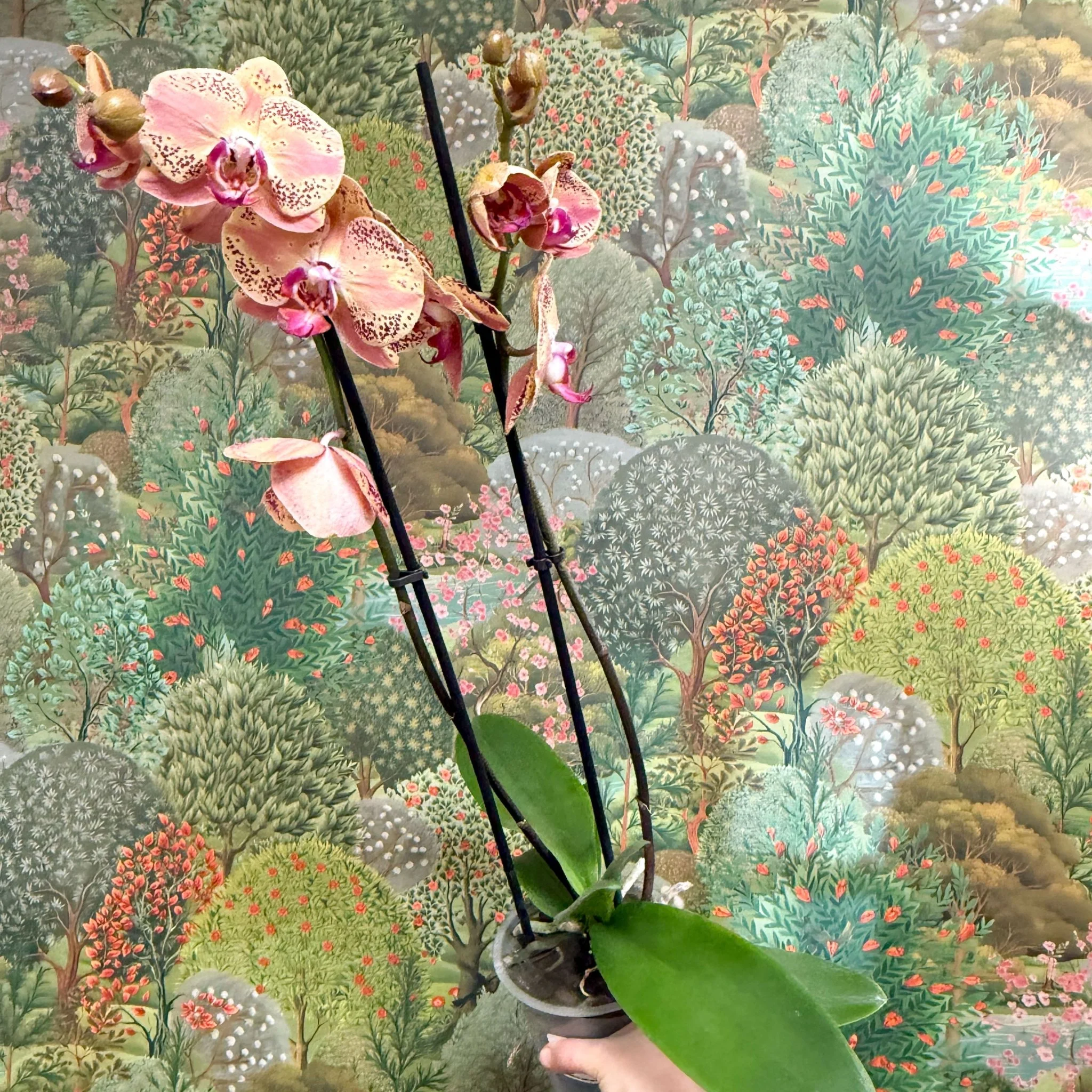 Phalaenopsis ‘Wild Peach’ – Moth Orchid - Image 3