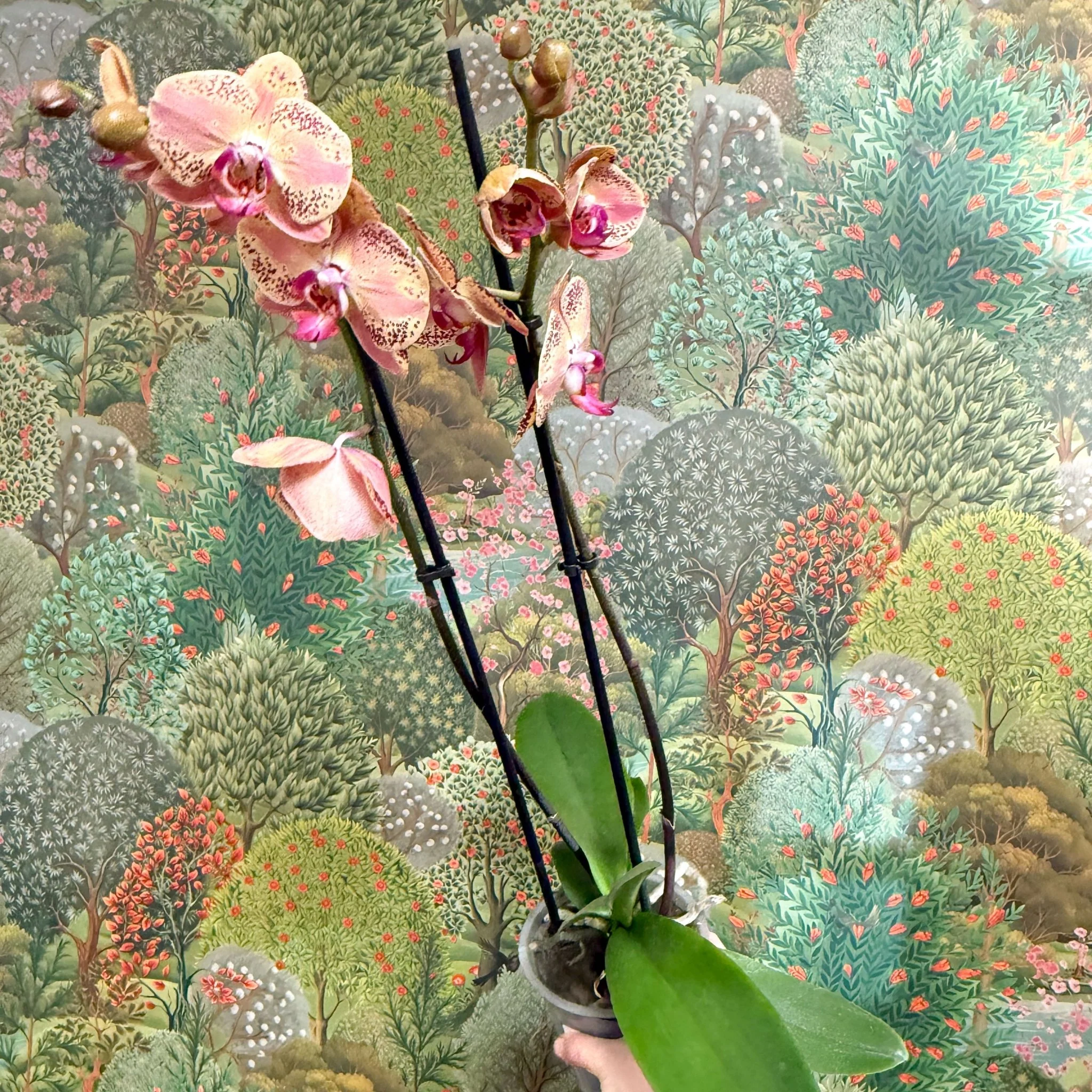 Phalaenopsis ‘Wild Peach’ – Moth Orchid - Image 4