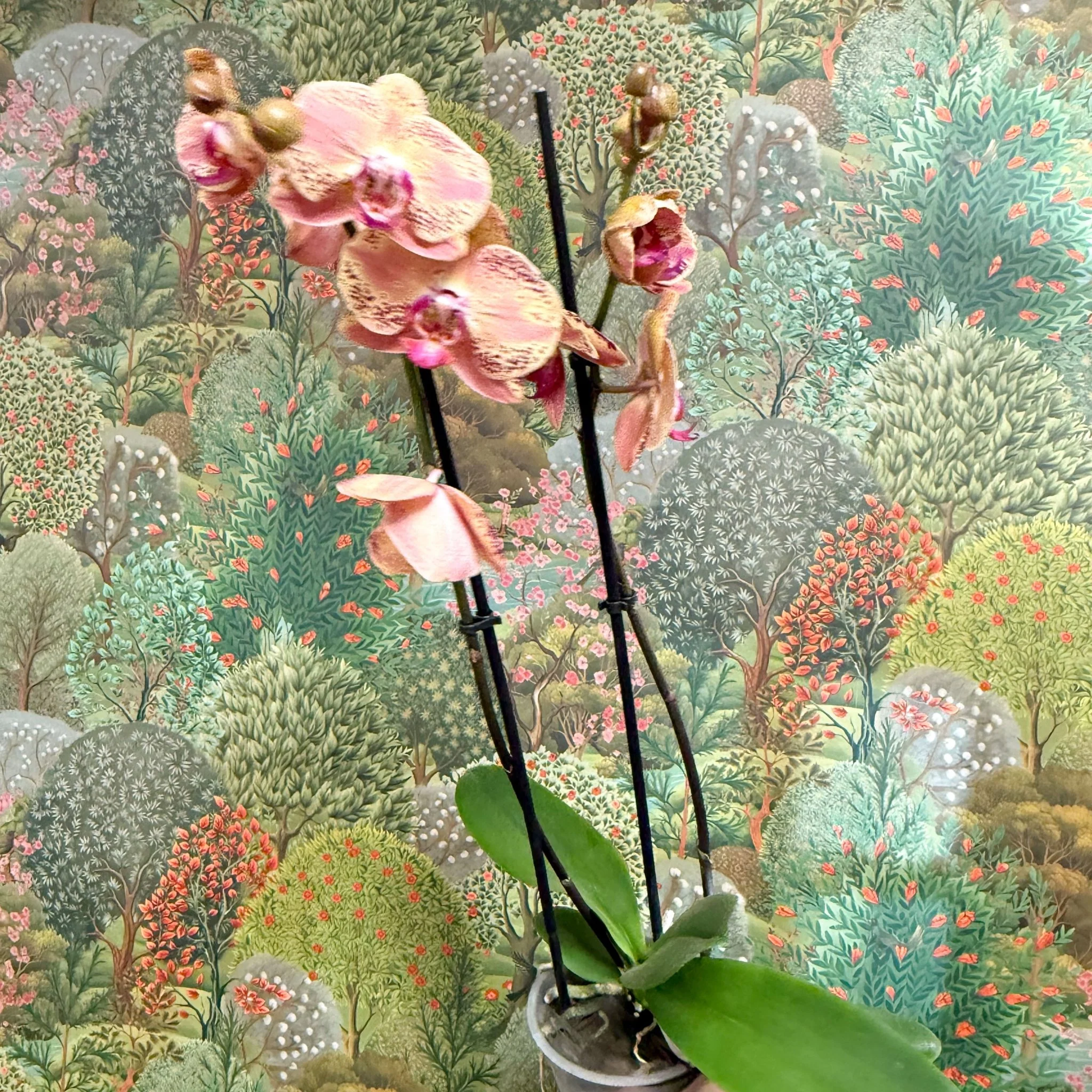Phalaenopsis ‘Wild Peach’ – Moth Orchid - Image 5