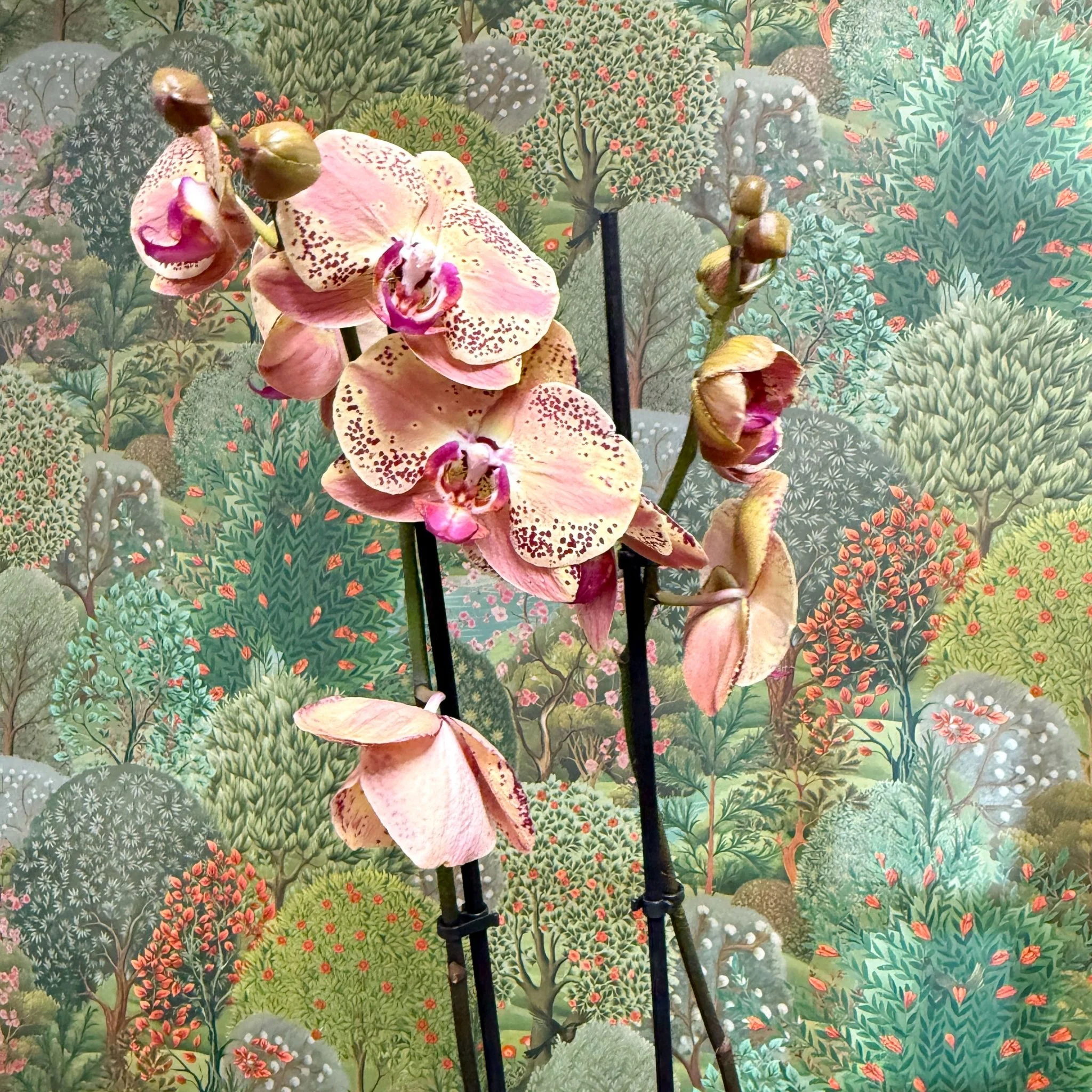 Phalaenopsis ‘Wild Peach’ – Moth Orchid - Image 6
