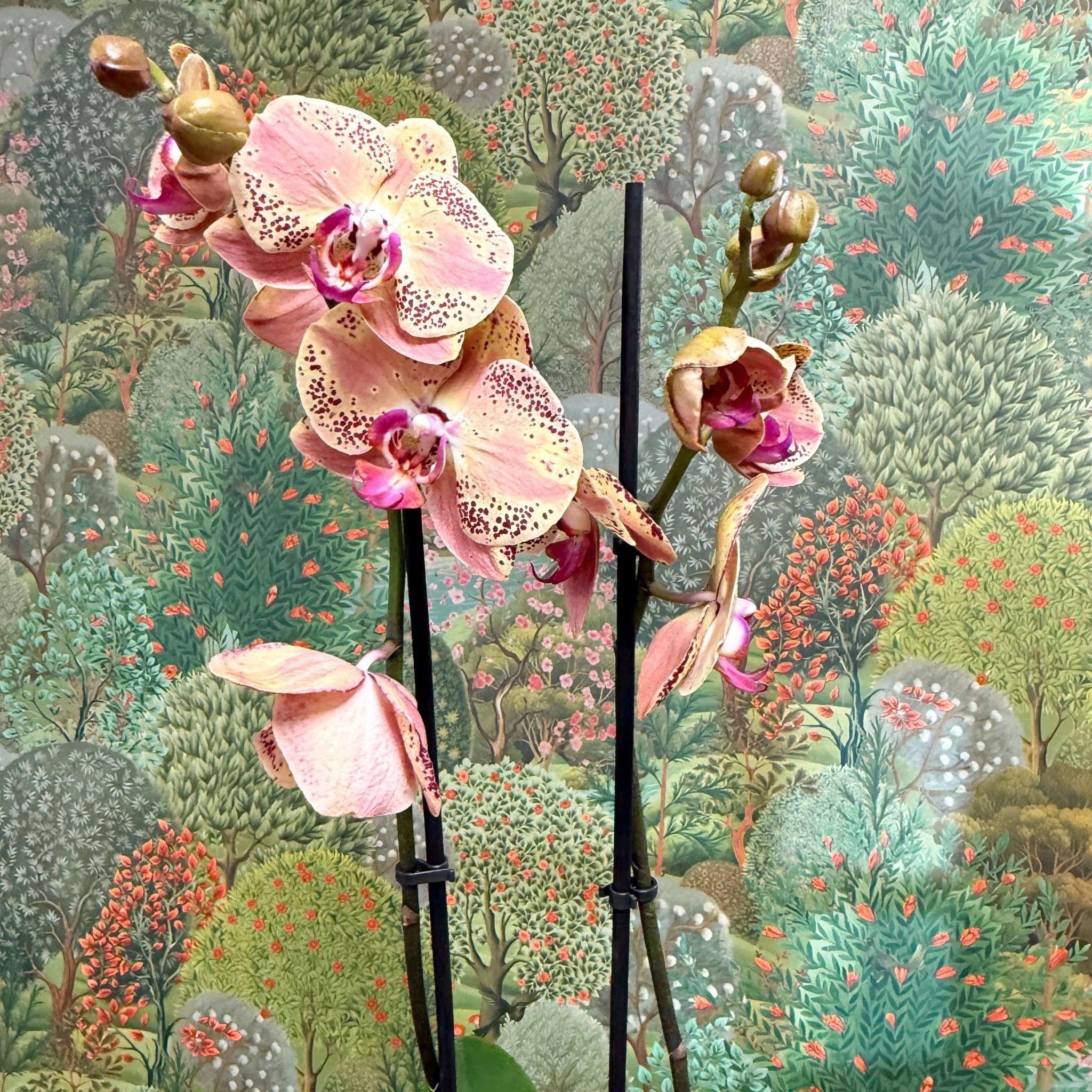 Phalaenopsis ‘Wild Peach’ – Moth Orchid - Image 7