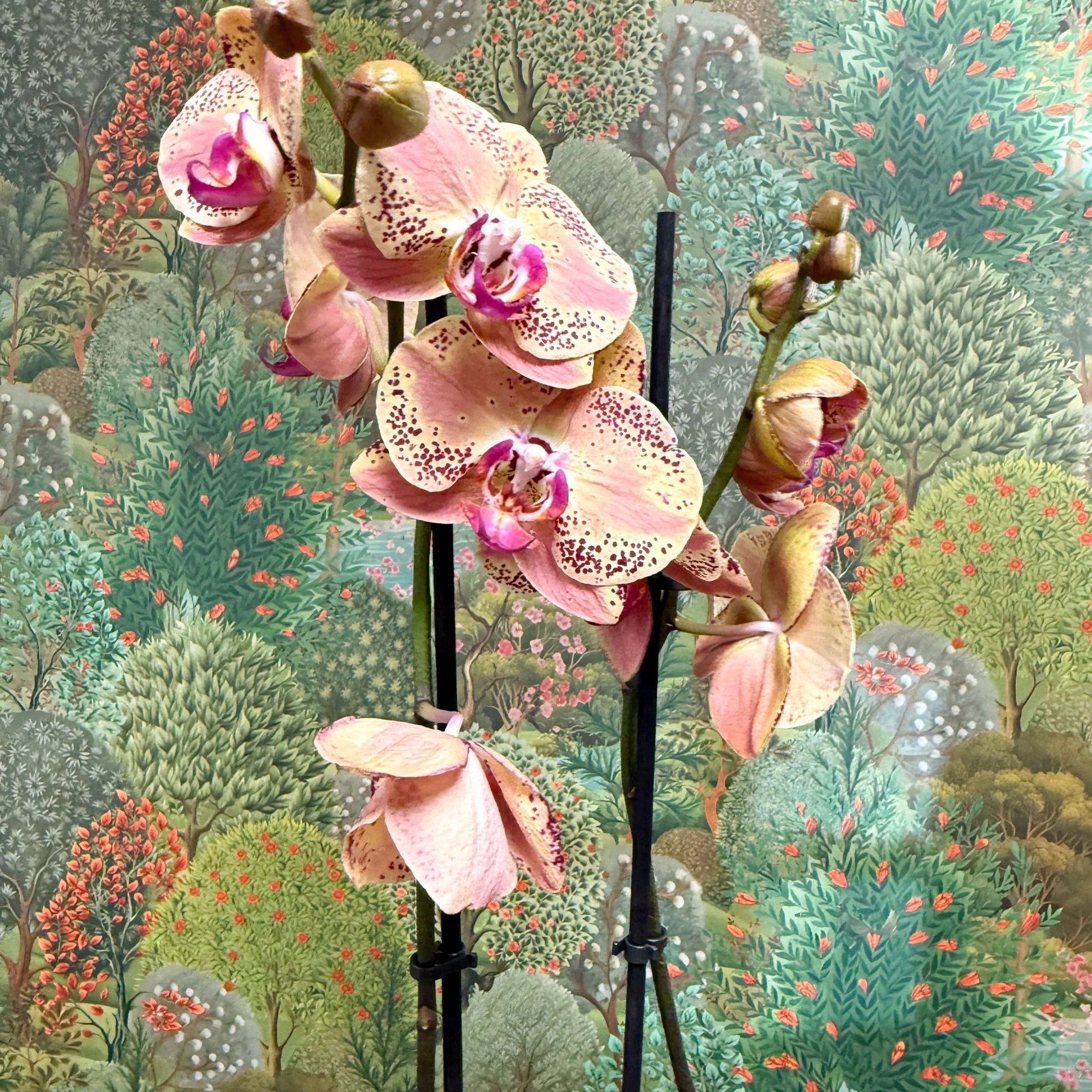 Phalaenopsis ‘Wild Peach’ – Moth Orchid - Image 8
