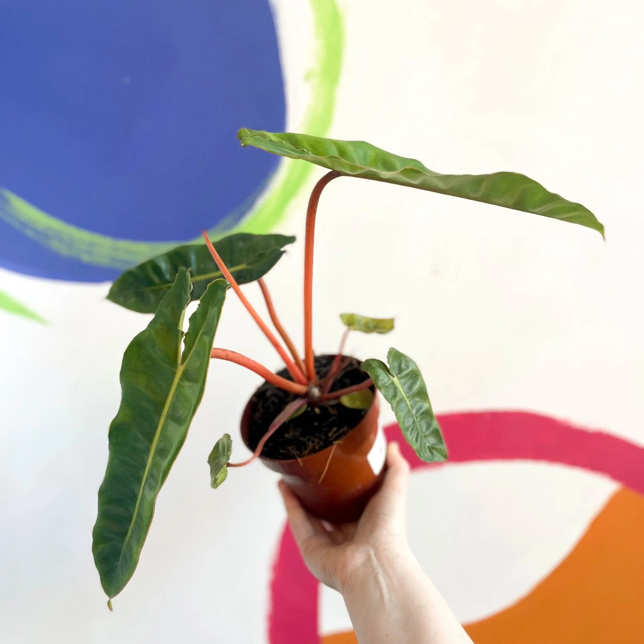 Philodendron billietiae