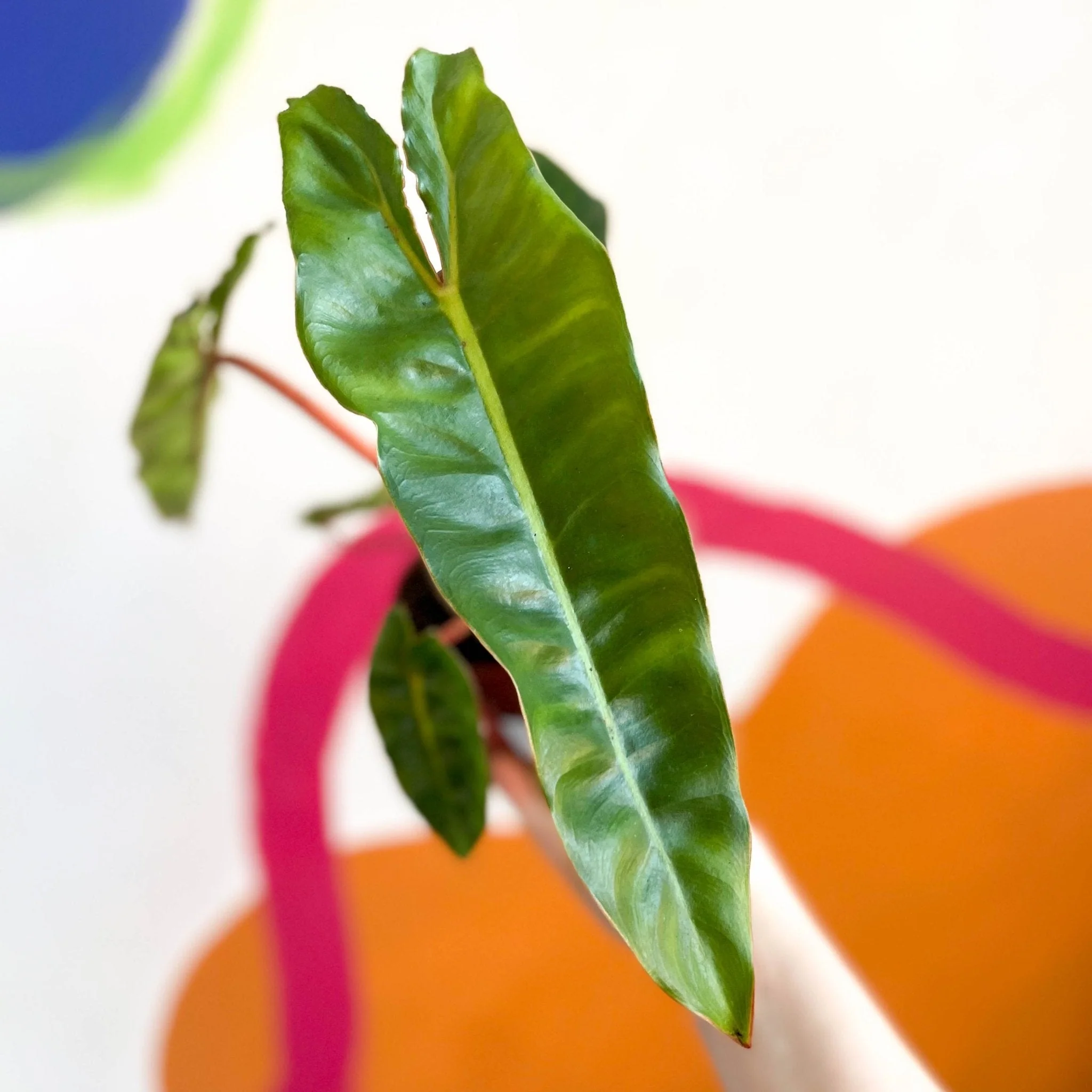 Philodendron billietiae - Image 2