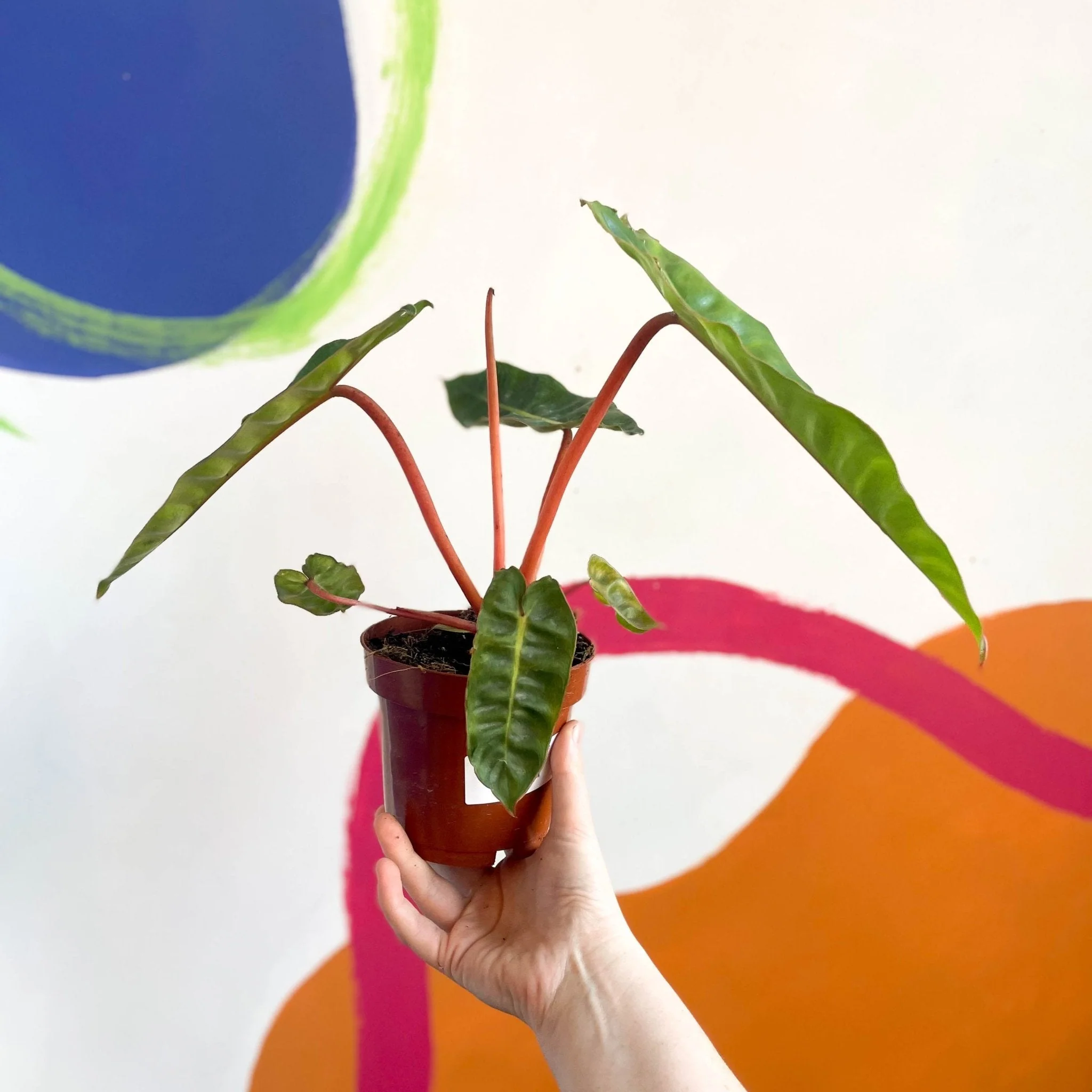 Philodendron billietiae - Image 3