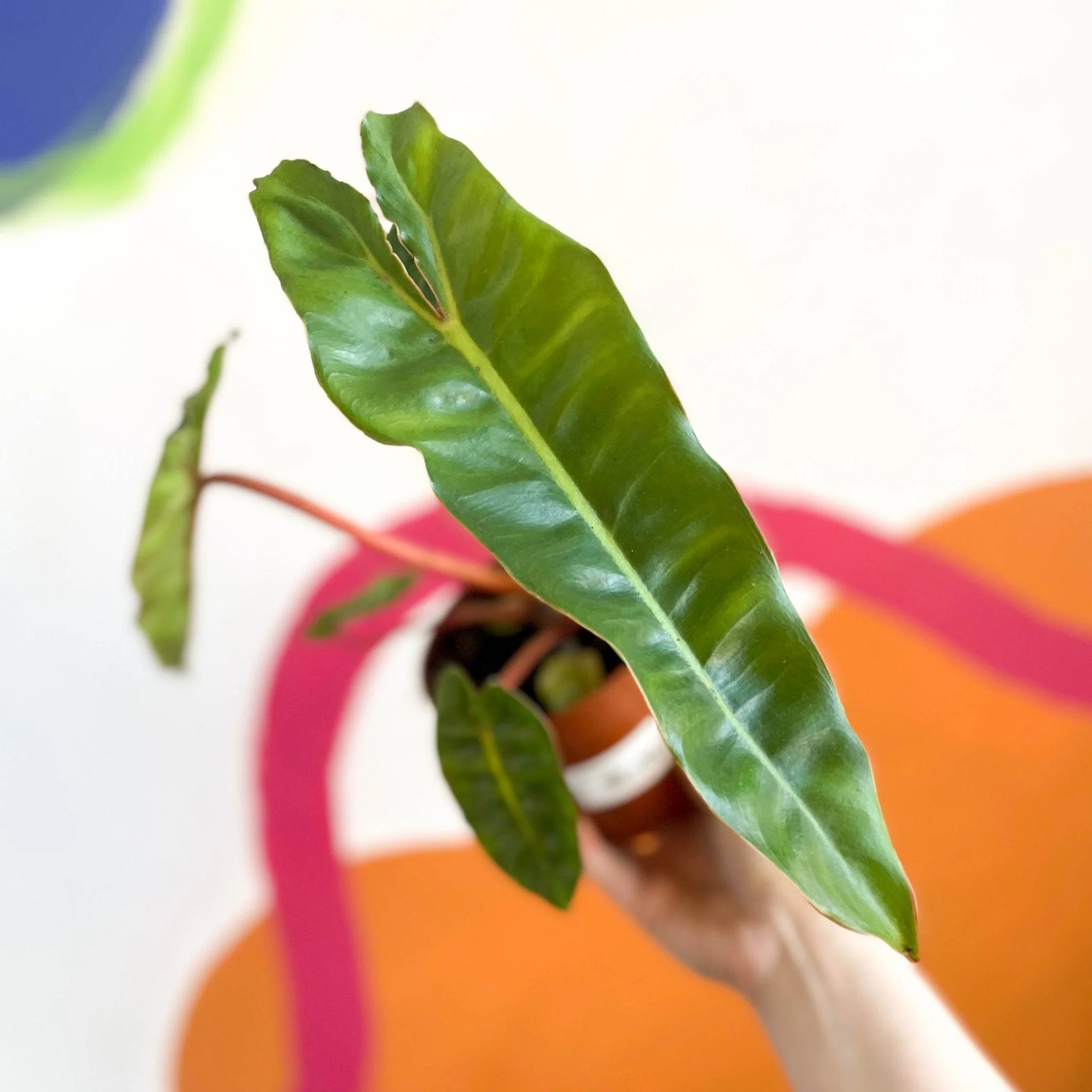 Philodendron billietiae - Image 4