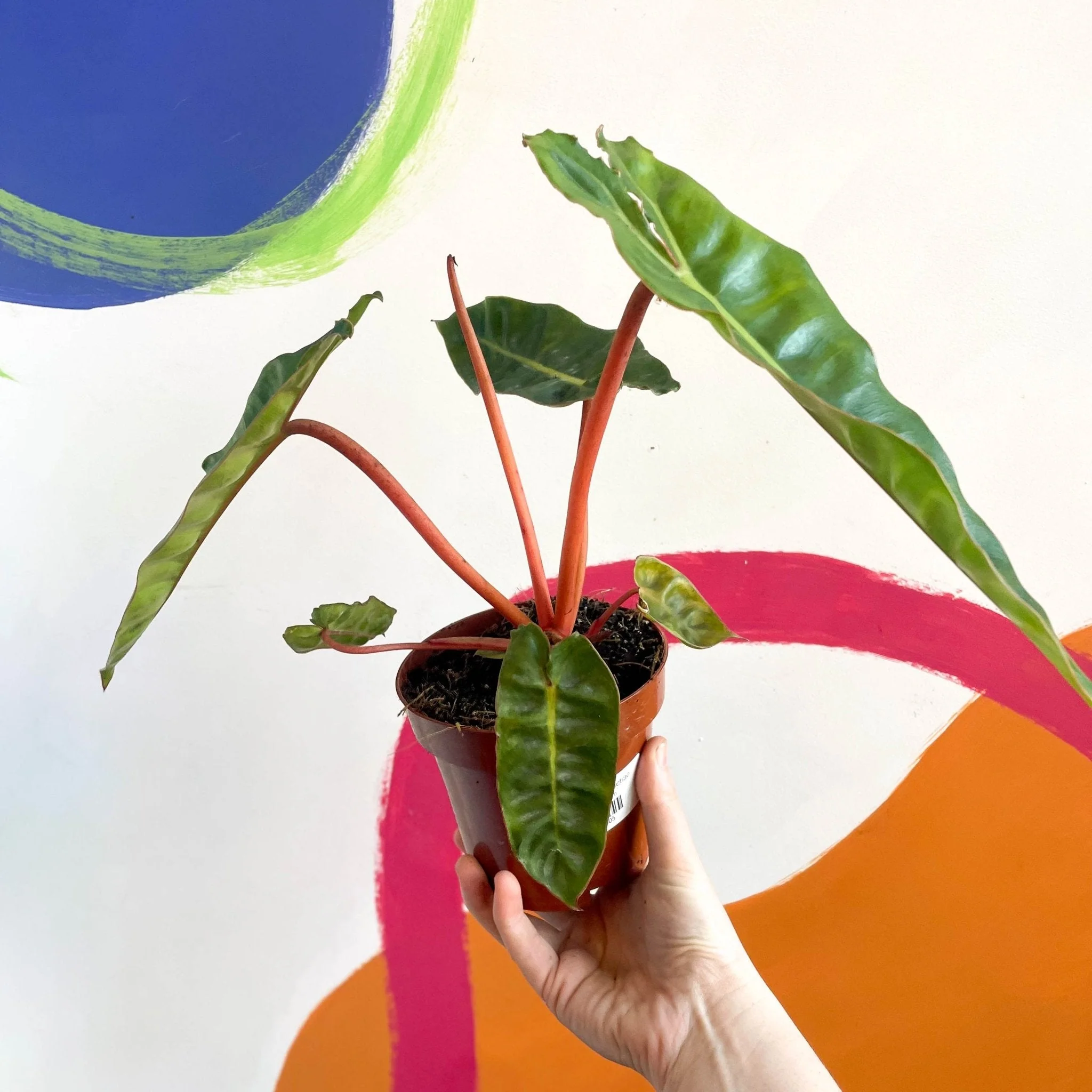 Philodendron billietiae - Image 5