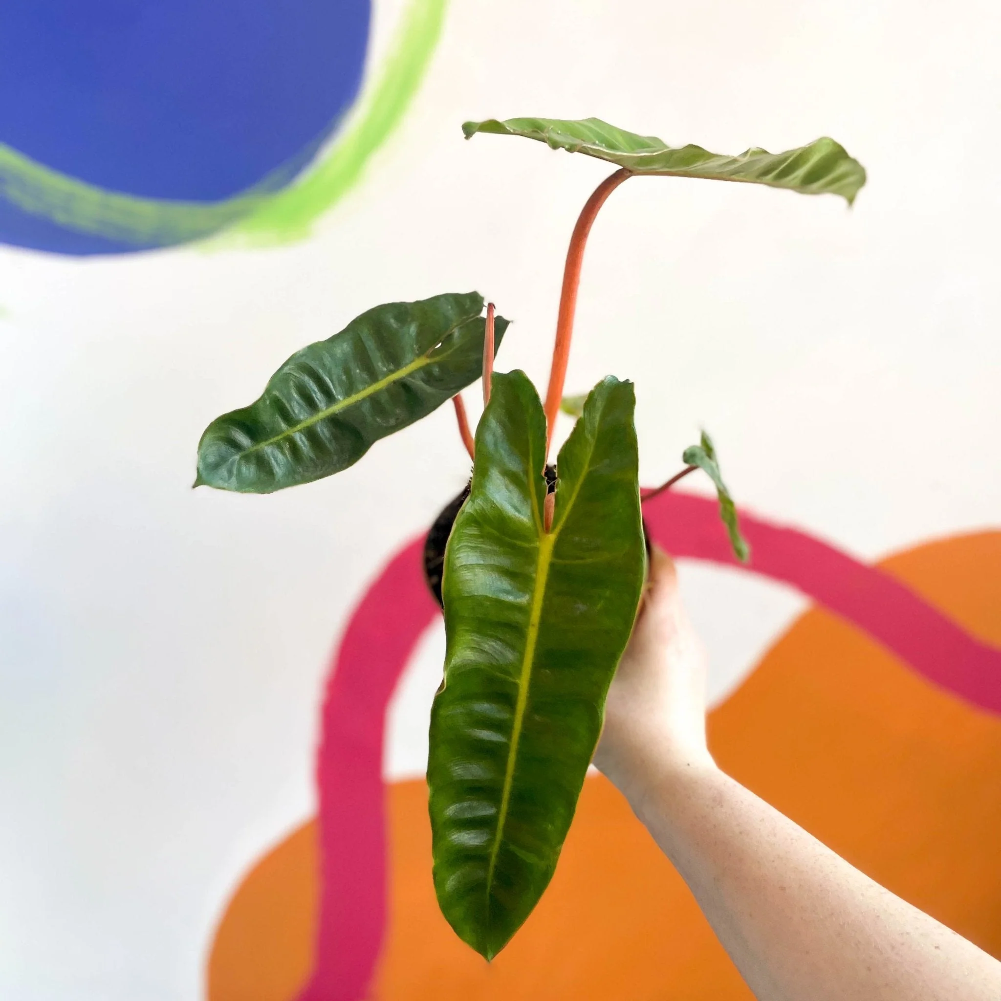 Philodendron billietiae - Image 6
