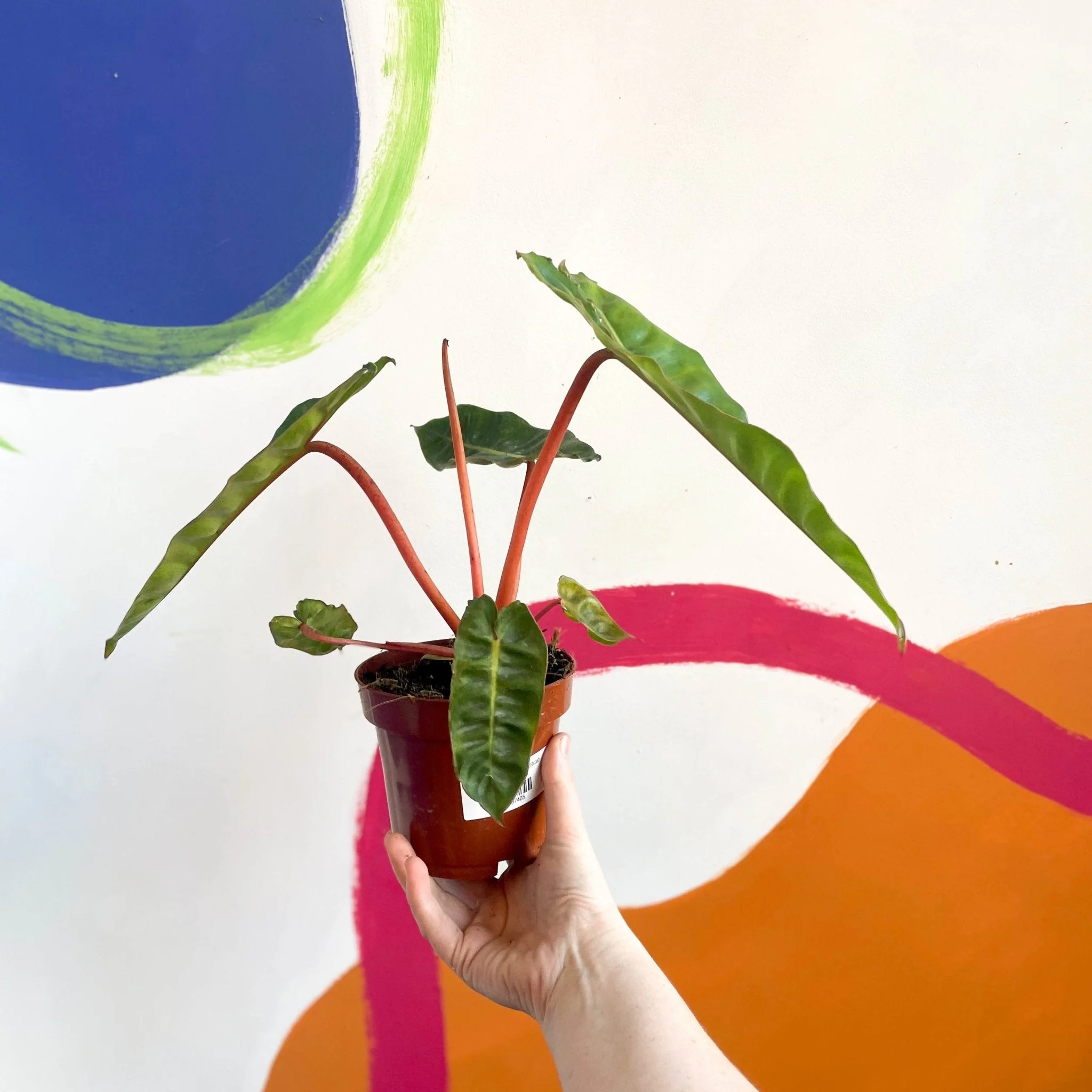 Philodendron billietiae - Image 7