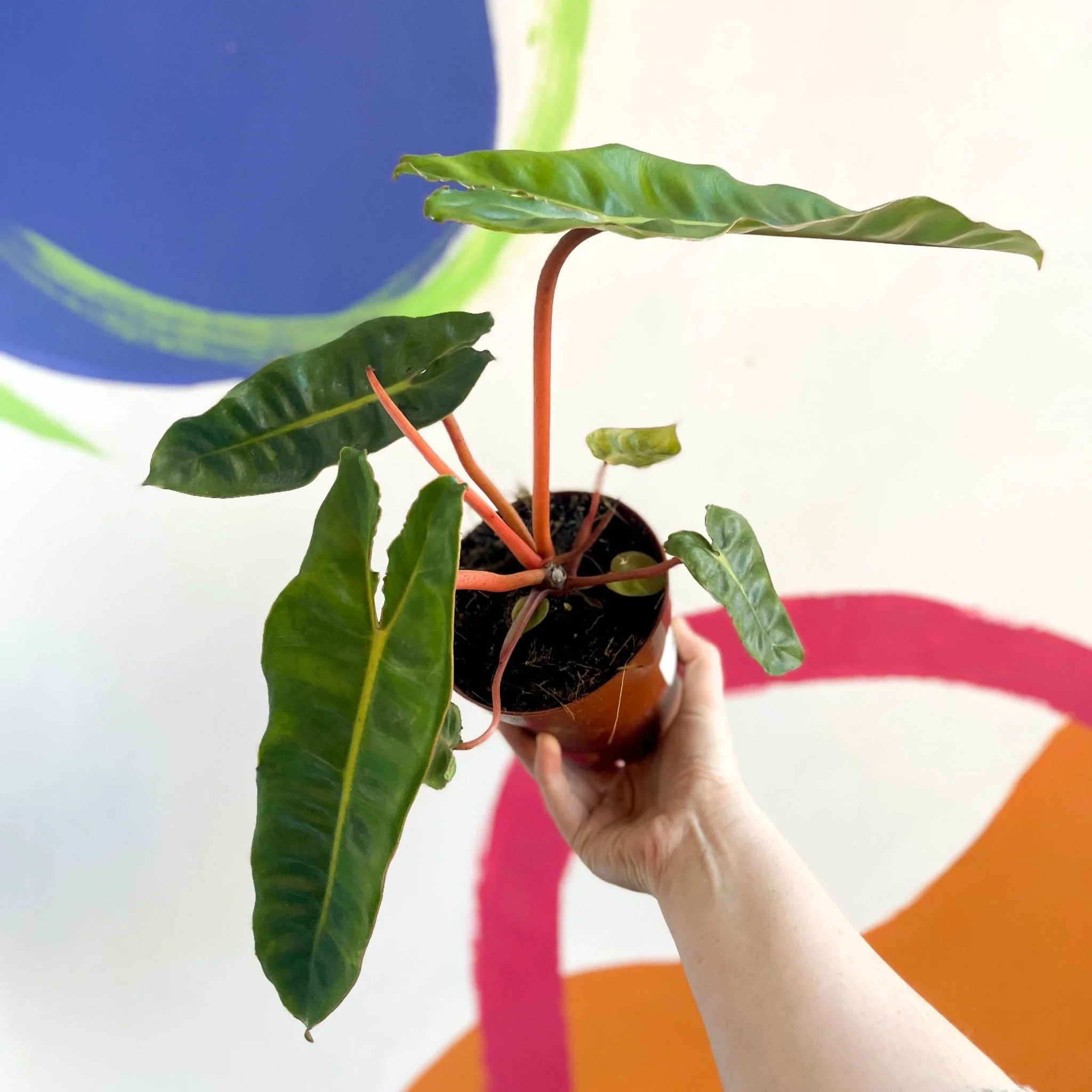 Philodendron billietiae - Image 8