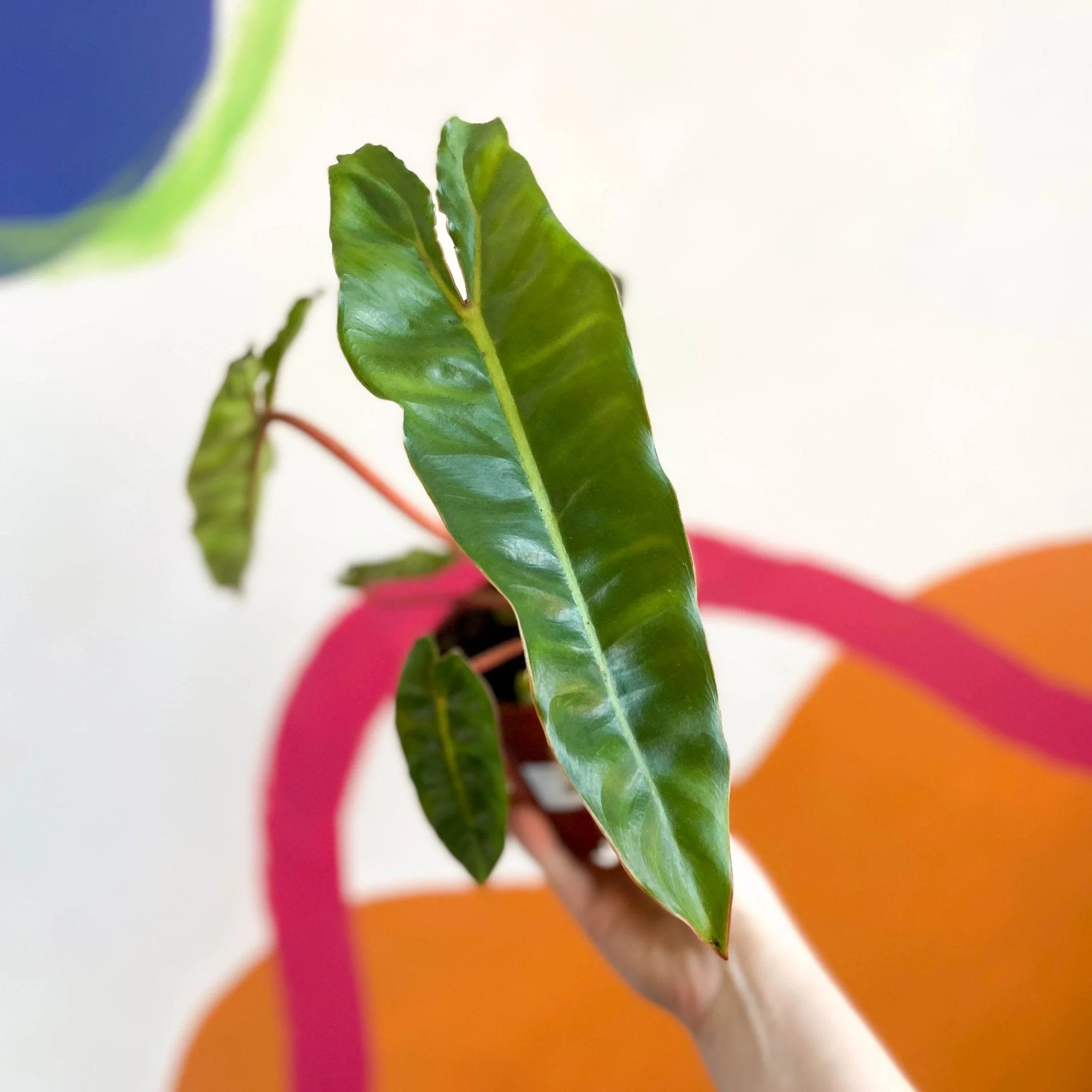 Philodendron billietiae - Image 9