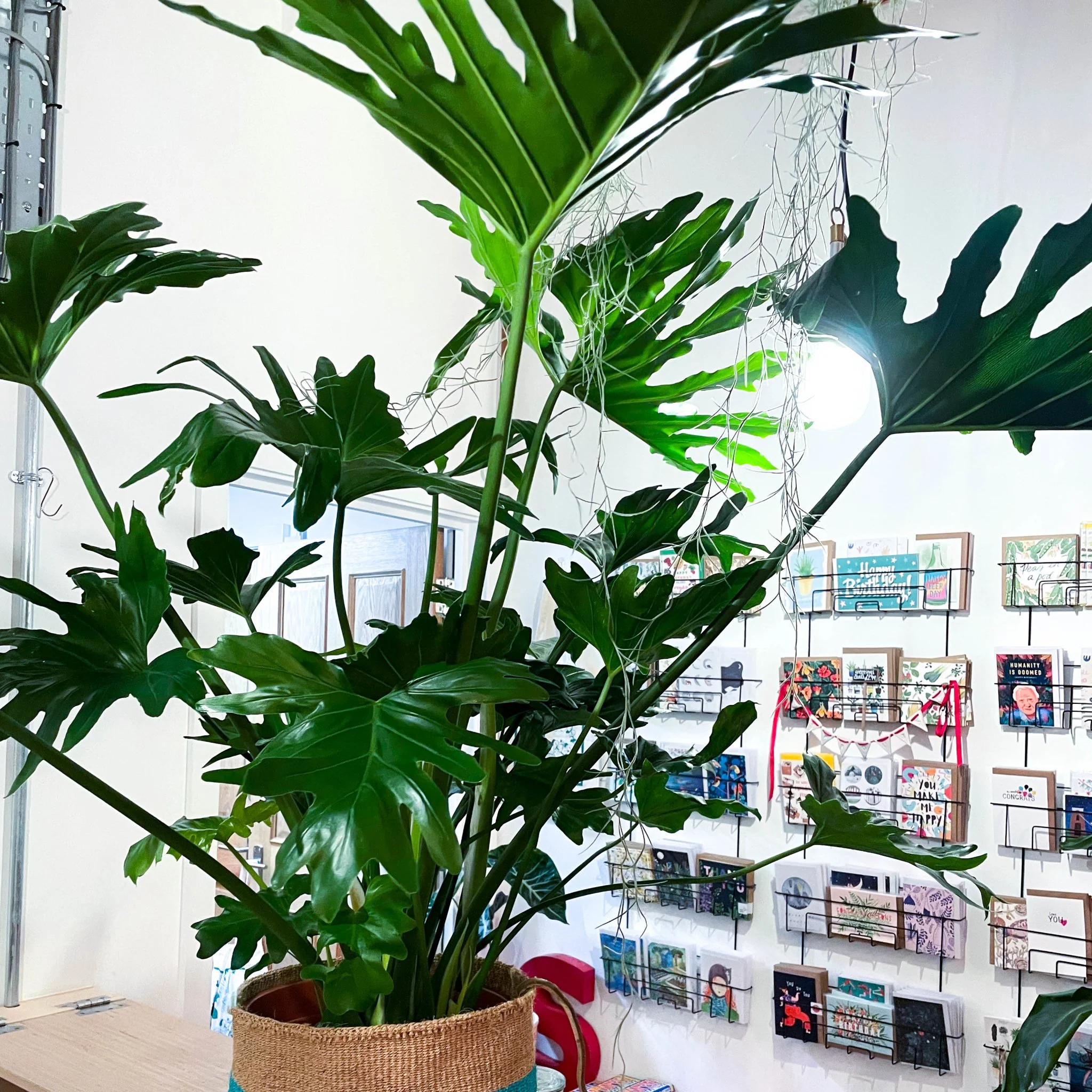 Tree Philodendron - Philodendron bipinnatifidum / selloum