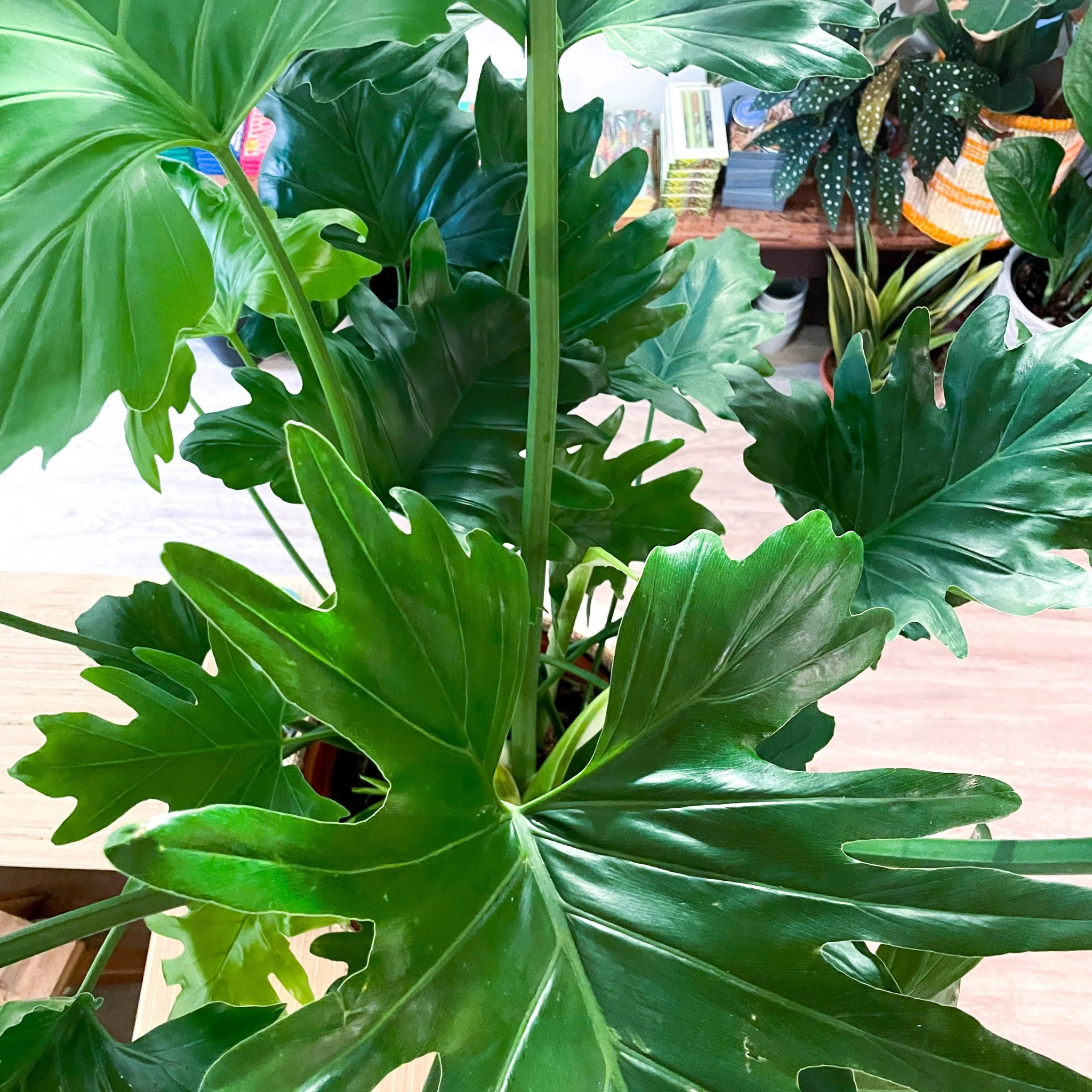 Tree Philodendron - Philodendron bipinnatifidum / selloum - Image 2
