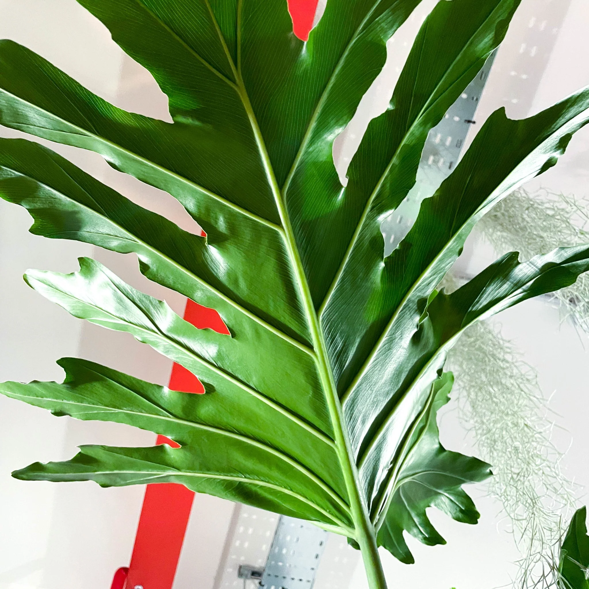 Tree Philodendron - Philodendron bipinnatifidum / selloum - Image 3