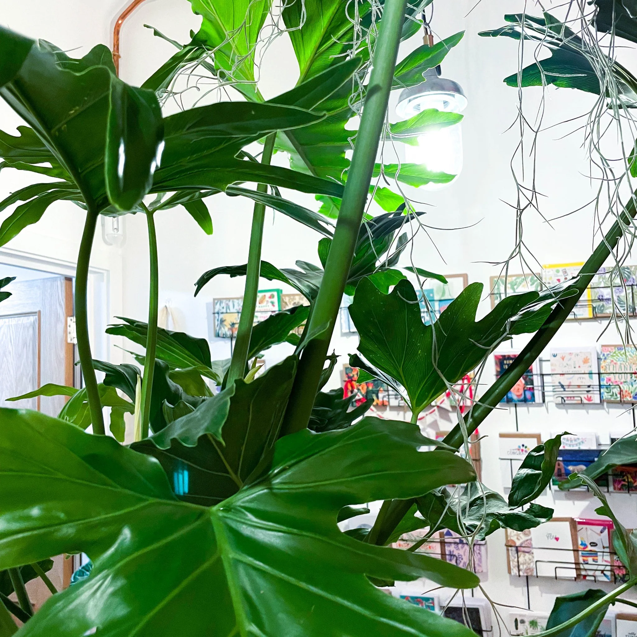 Tree Philodendron - Philodendron bipinnatifidum / selloum - Image 4