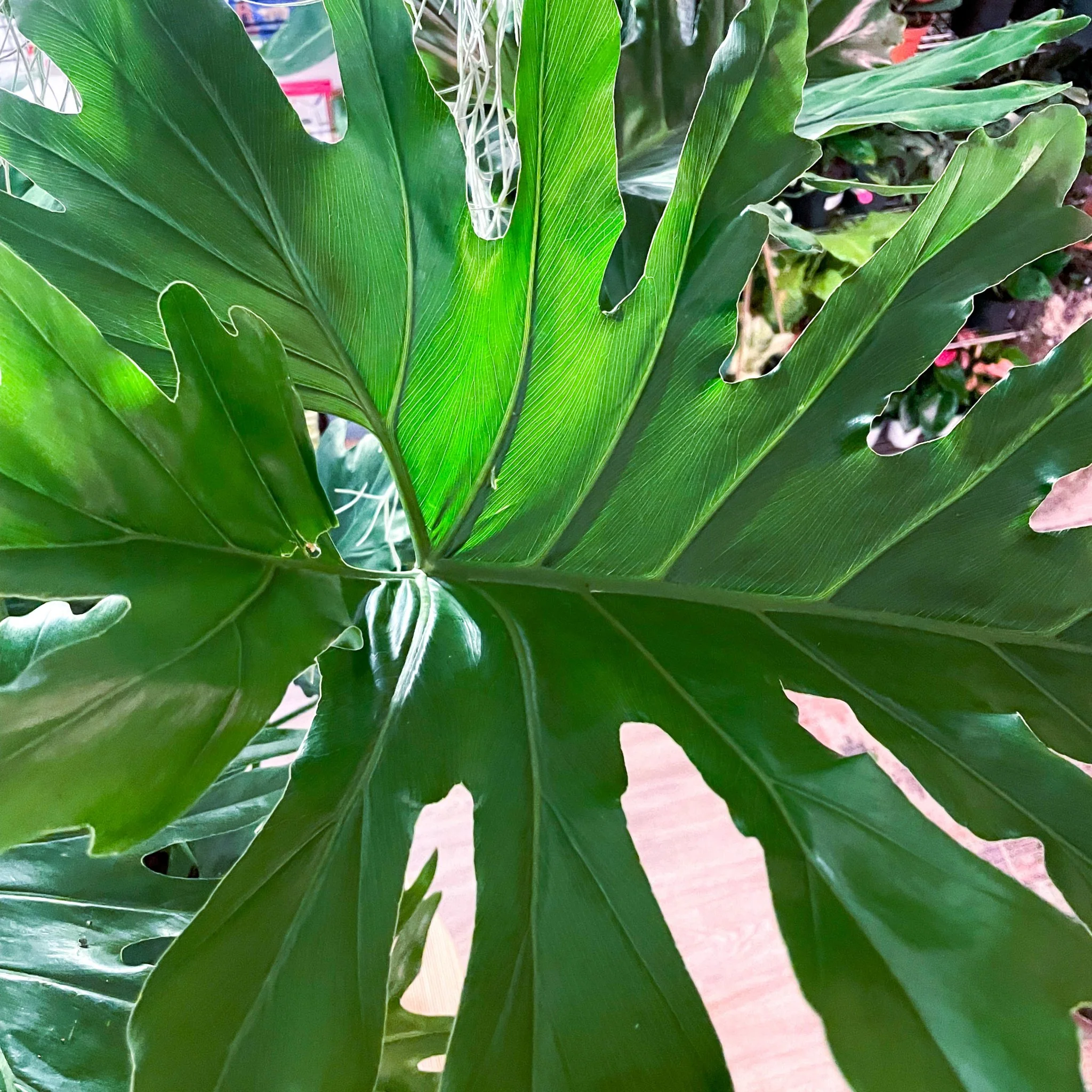 Tree Philodendron - Philodendron bipinnatifidum / selloum - Image 5