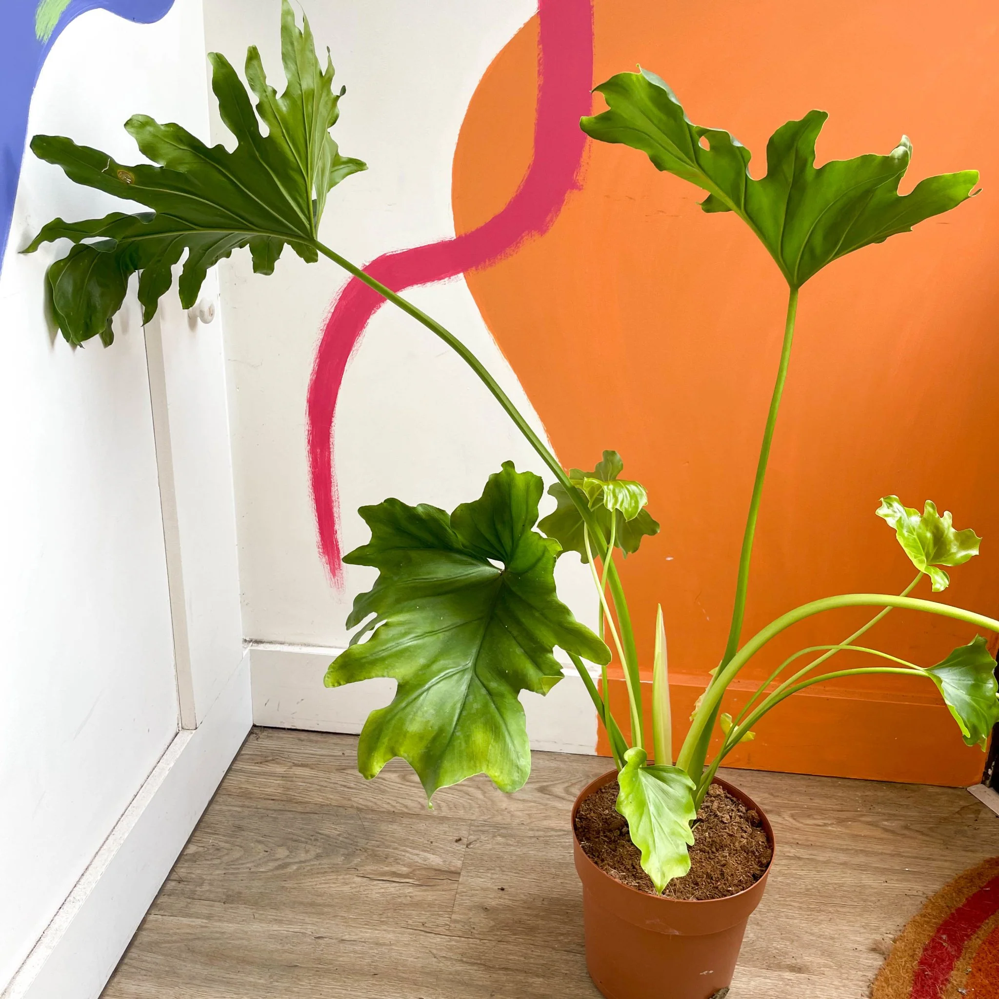 Tree Philodendron - Philodendron bipinnatifidum / selloum - Image 6