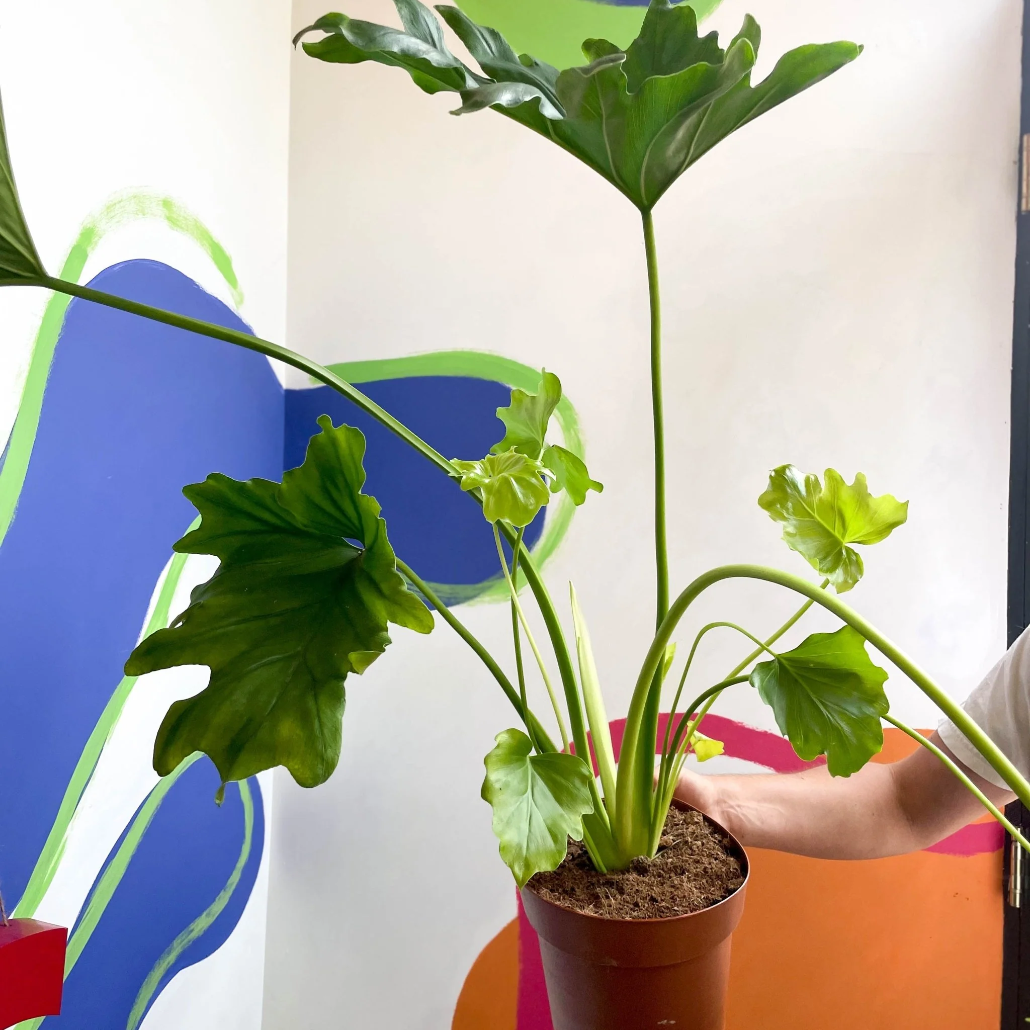 Tree Philodendron - Philodendron bipinnatifidum / selloum - Image 7