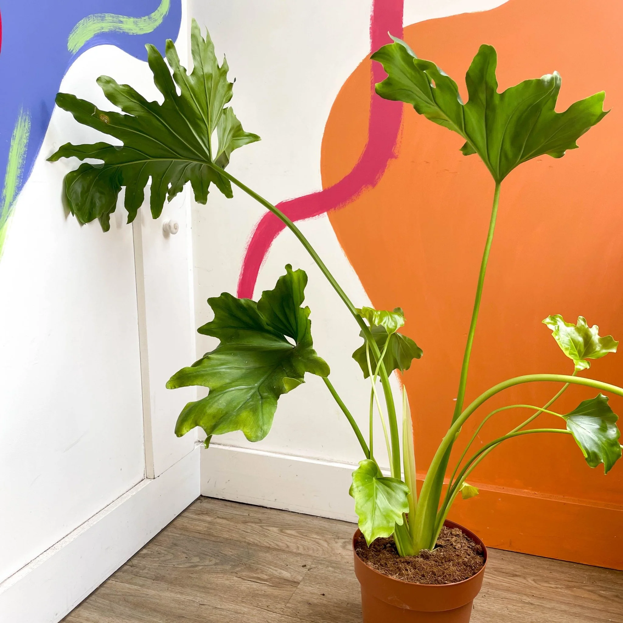 Tree Philodendron - Philodendron bipinnatifidum / selloum - Image 8