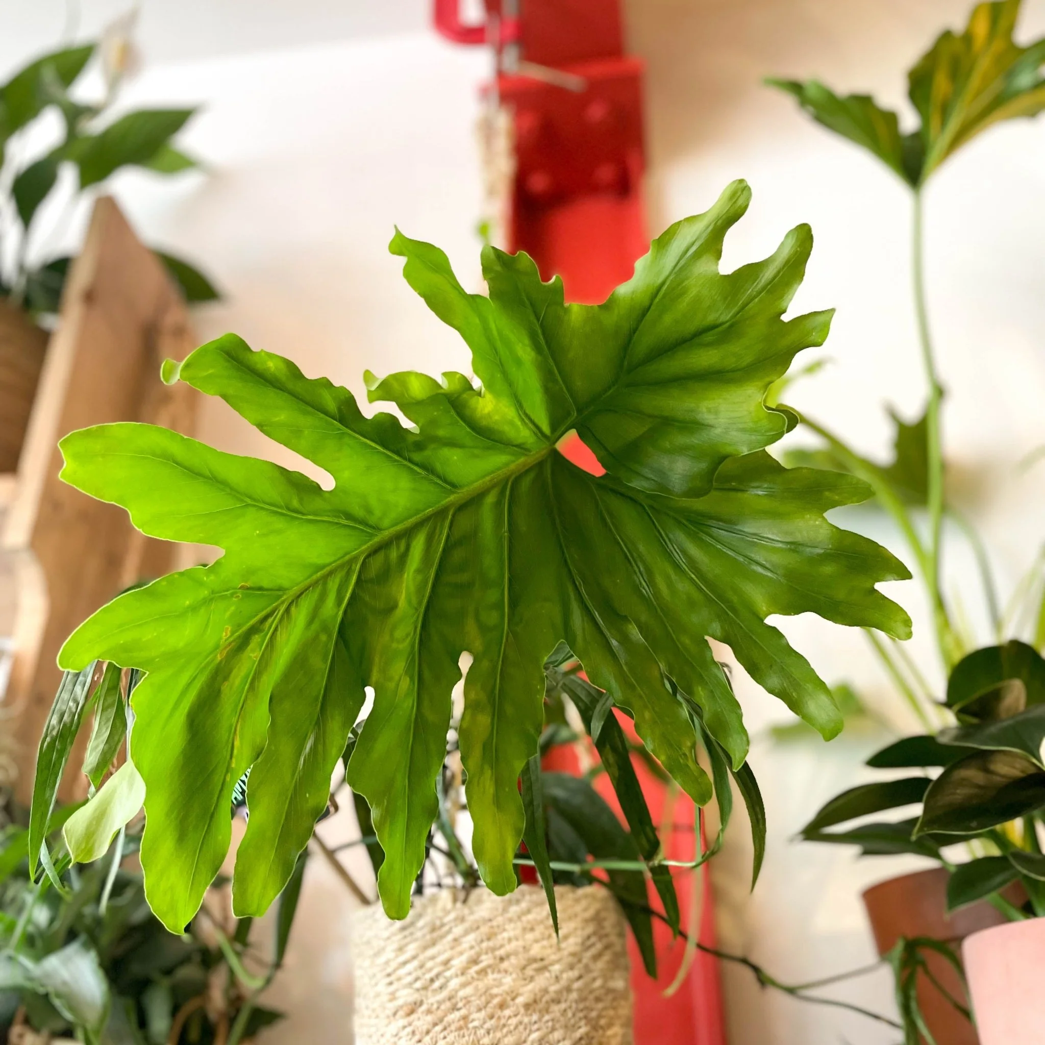 Tree Philodendron - Philodendron bipinnatifidum / selloum - Image 9