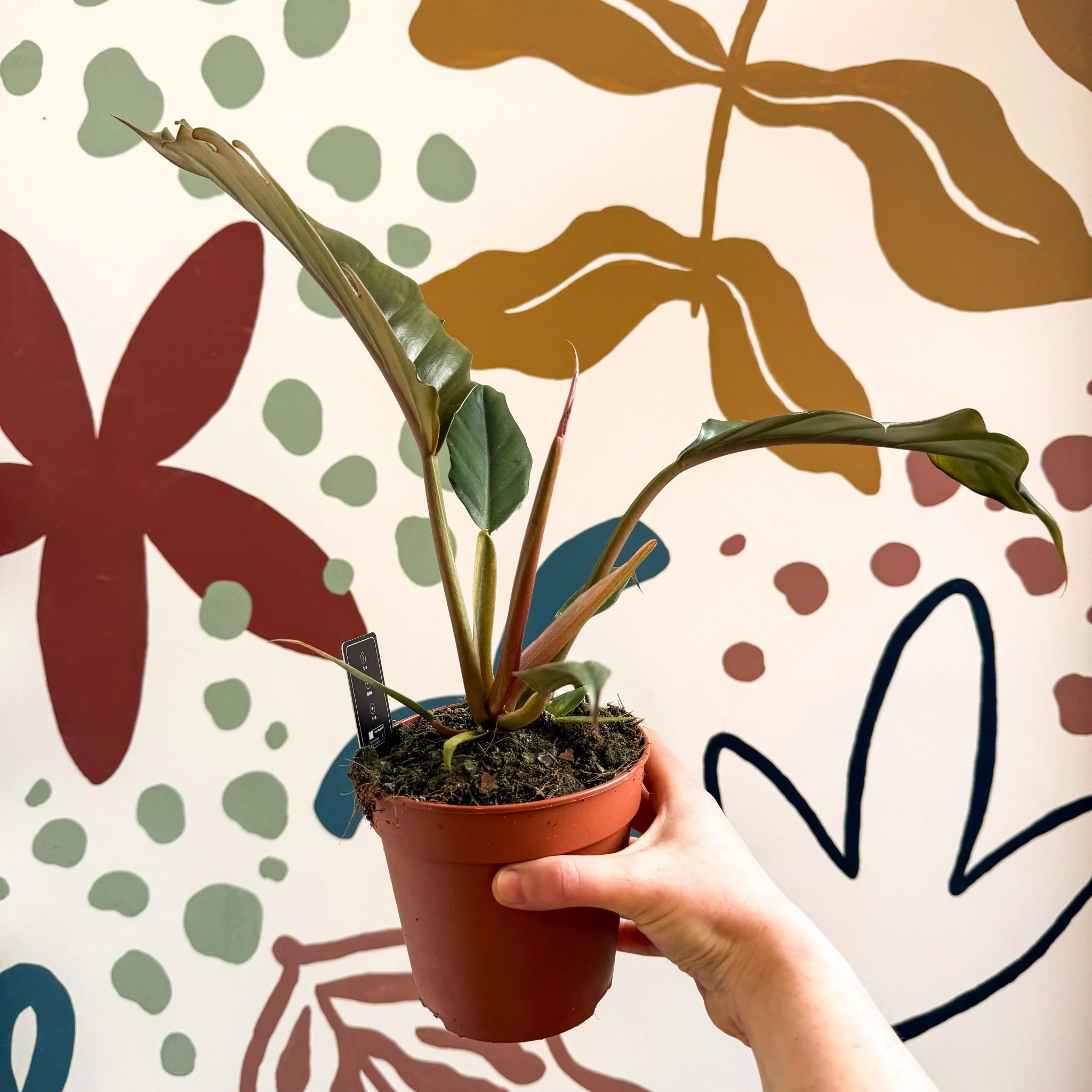 Philodendron bipinnatifidum 'Choco Empress' - Image 11