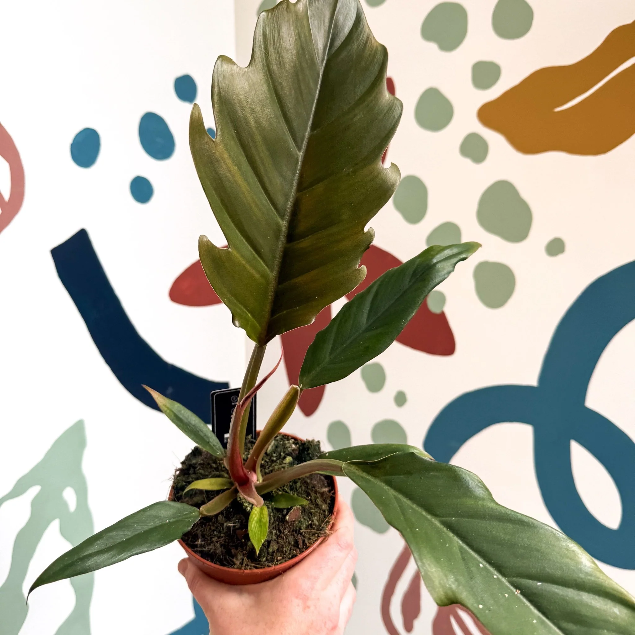 Philodendron bipinnatifidum 'Choco Empress' - Image 12