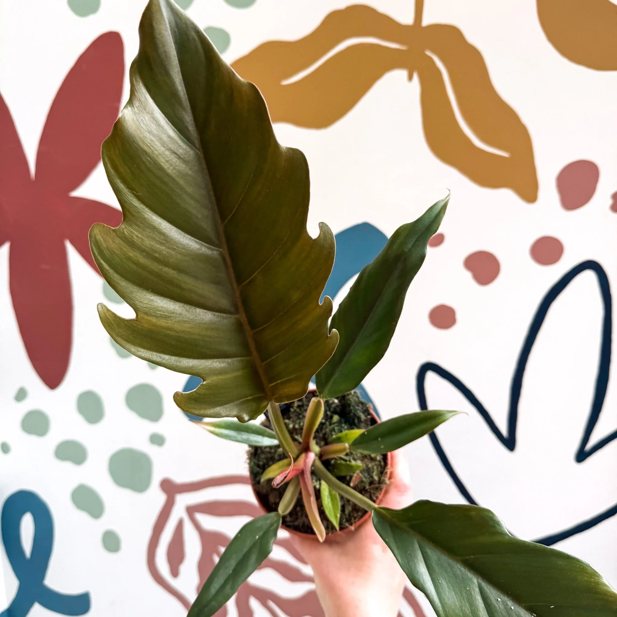 Philodendron bipinnatifidum 'Choco Empress' - Image 2