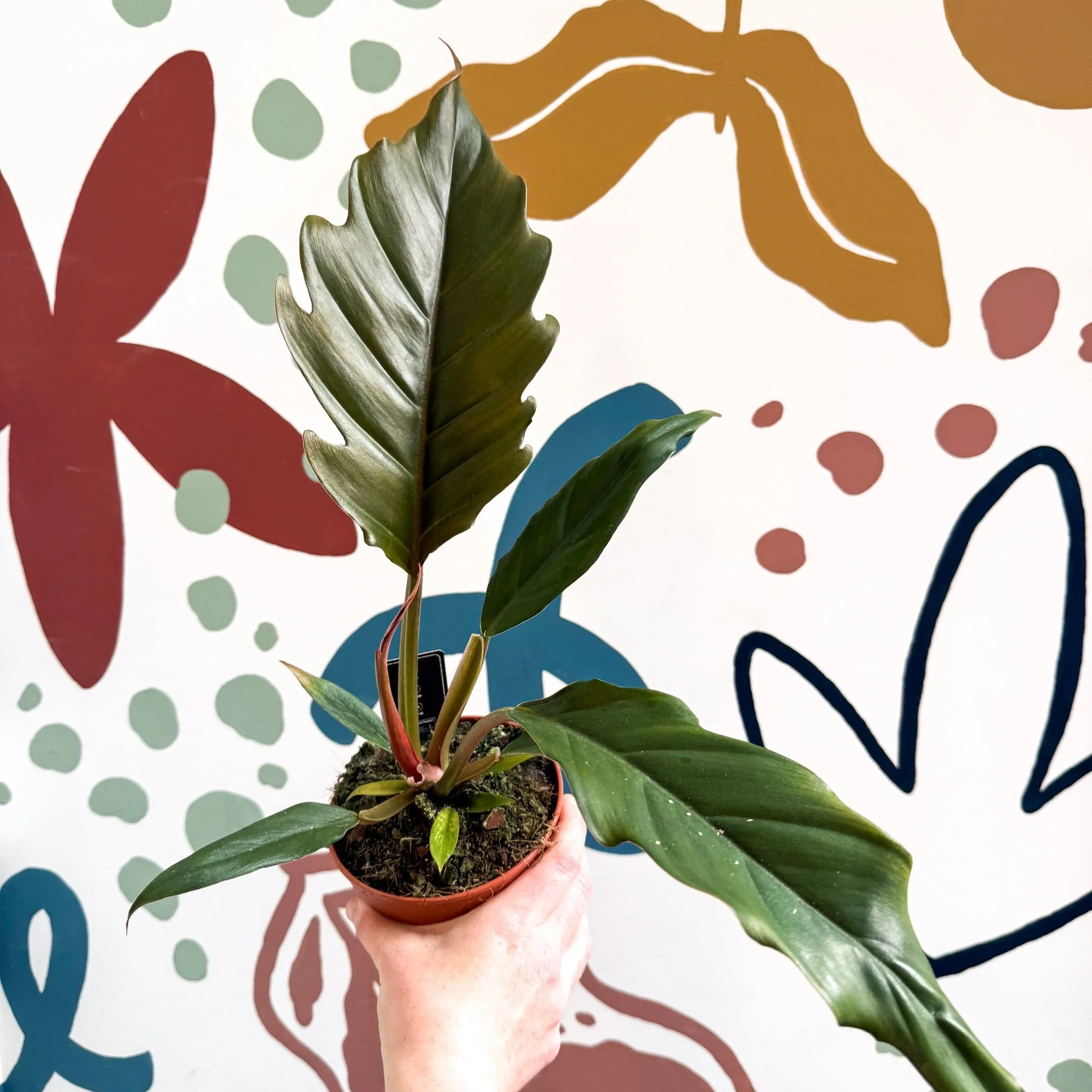 Philodendron bipinnatifidum 'Choco Empress' - Image 4