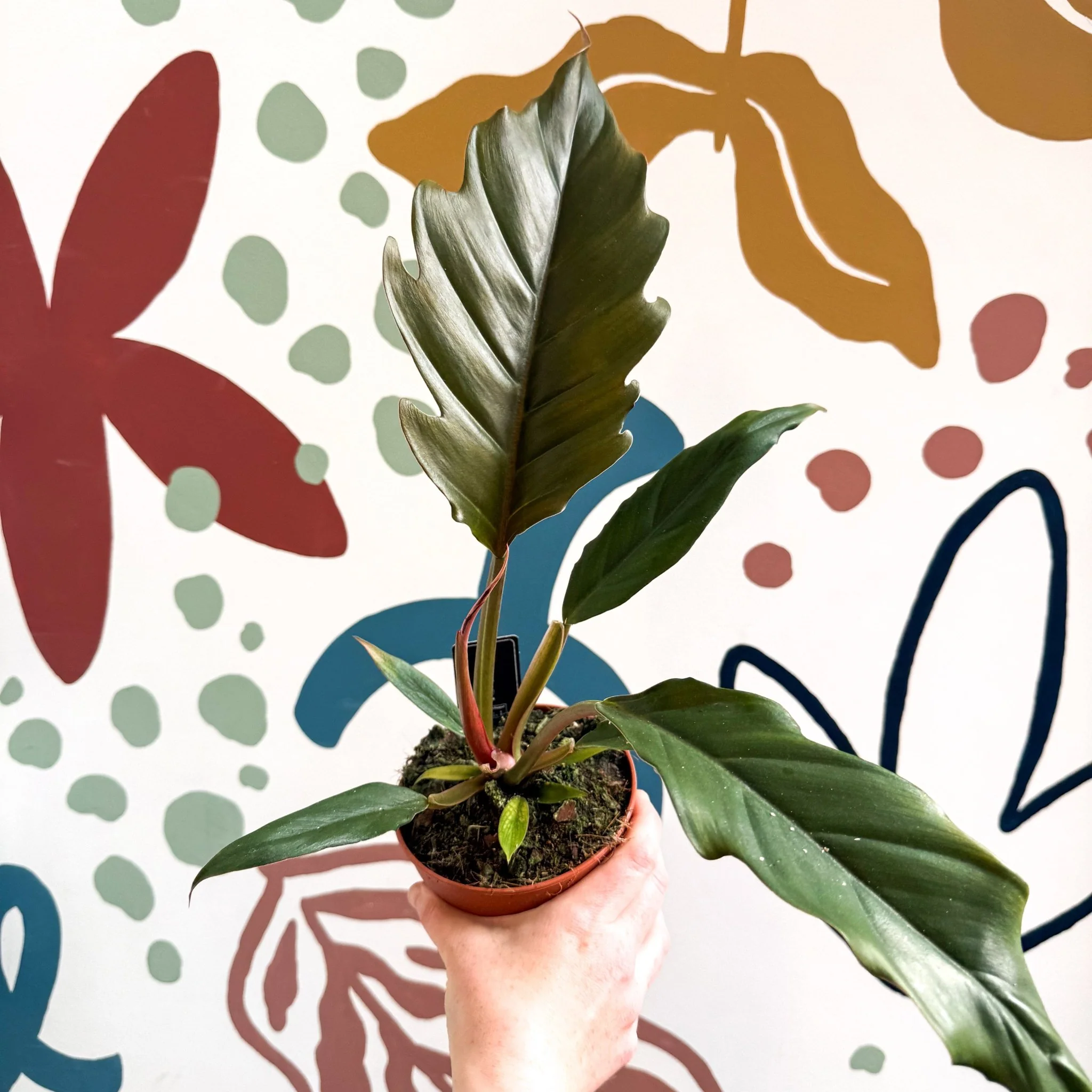 Philodendron bipinnatifidum 'Choco Empress' - Image 7
