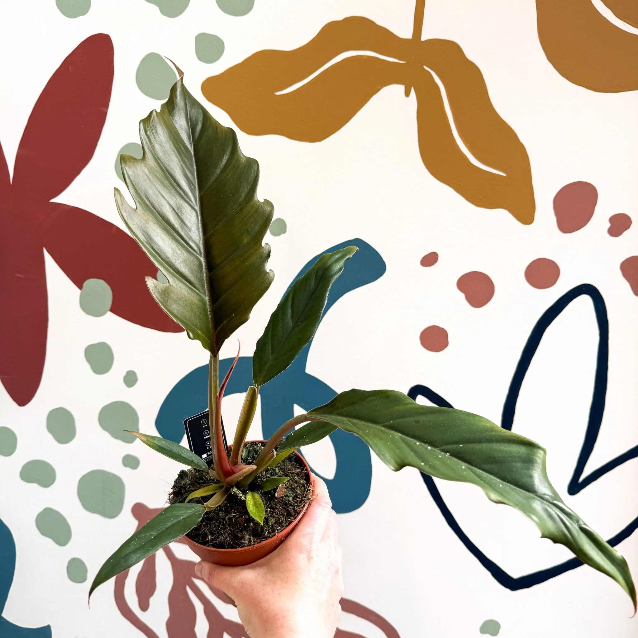 Philodendron bipinnatifidum 'Choco Empress' - Image 8
