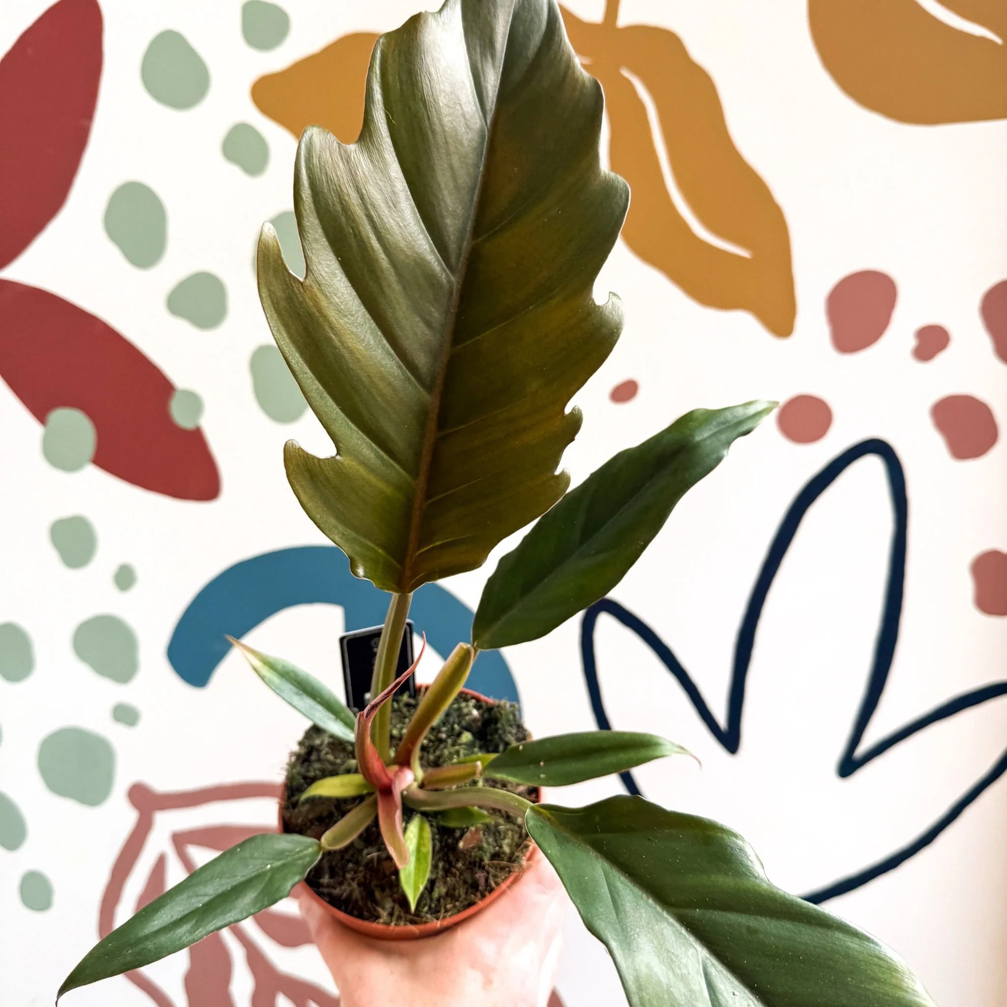 Philodendron bipinnatifidum 'Choco Empress' - Image 9