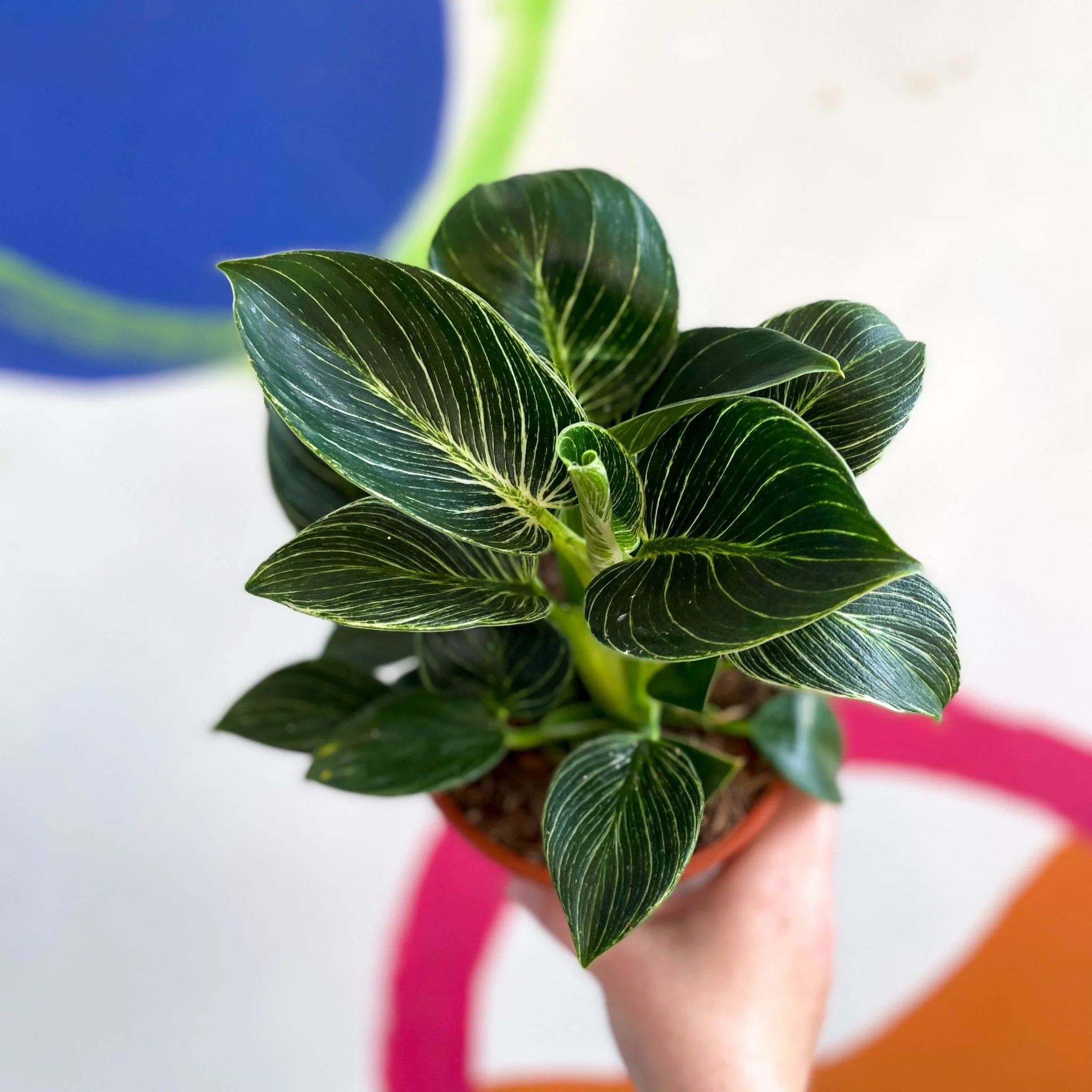 Philodendron birkin - Image 10