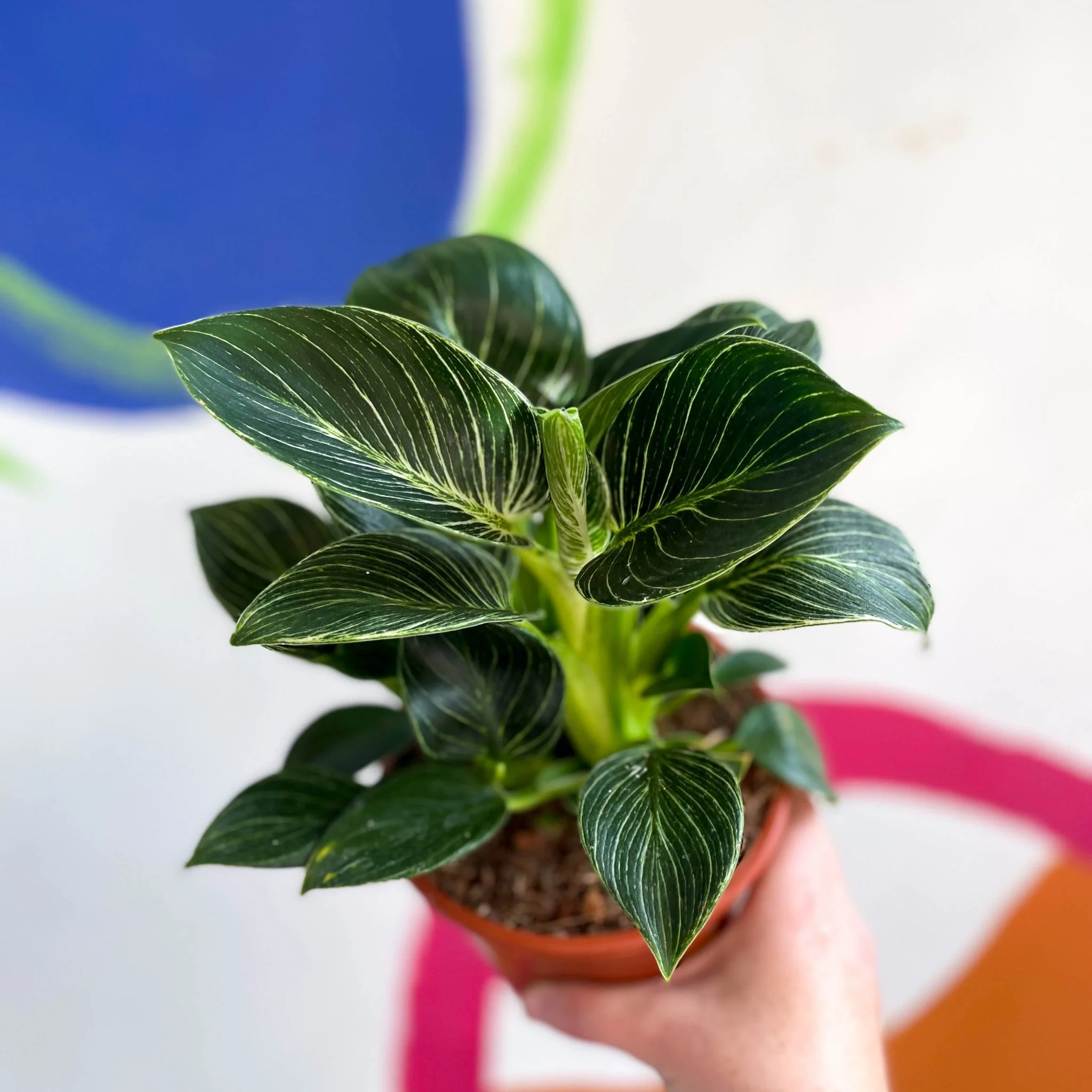 Philodendron birkin - Image 2