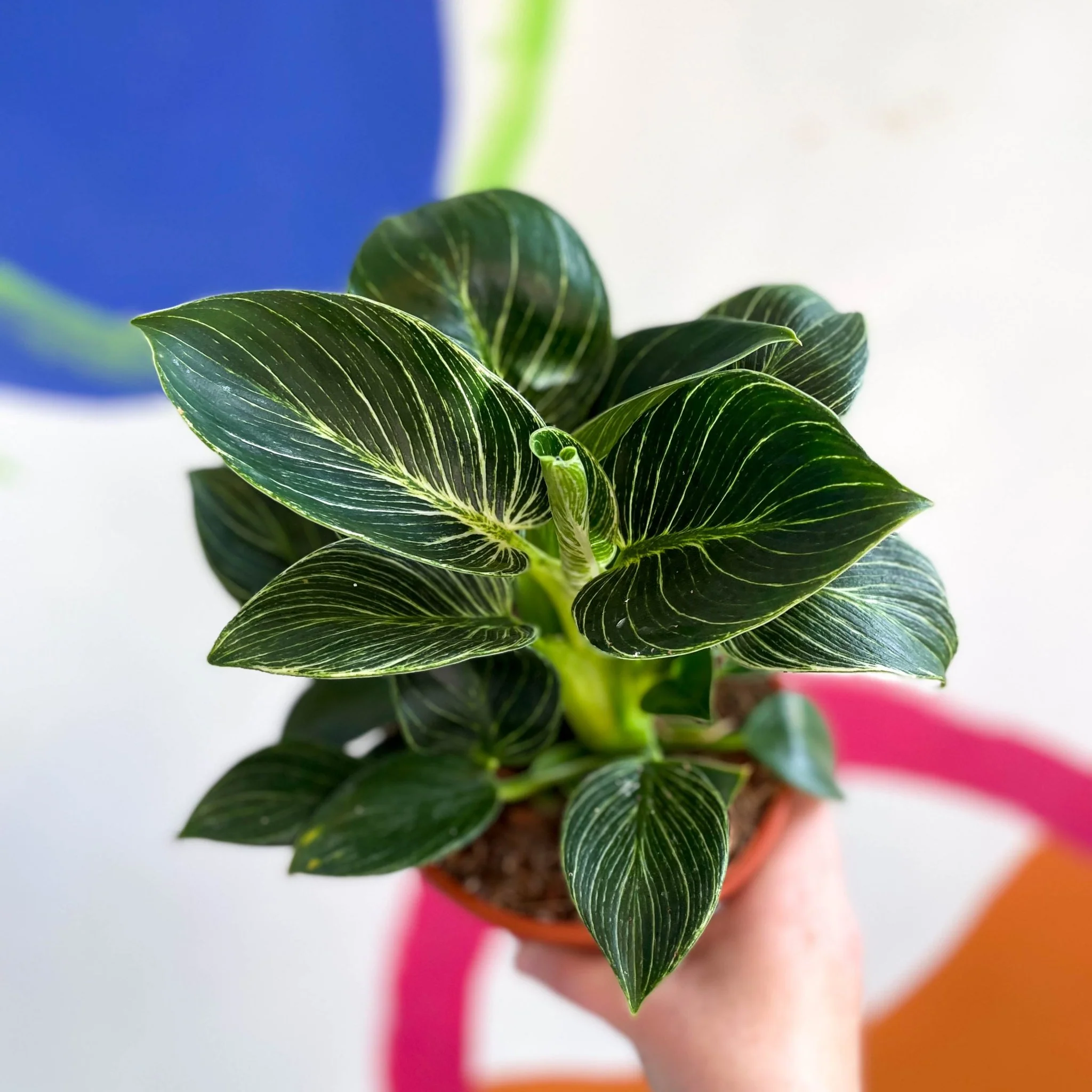 Philodendron birkin - Image 3