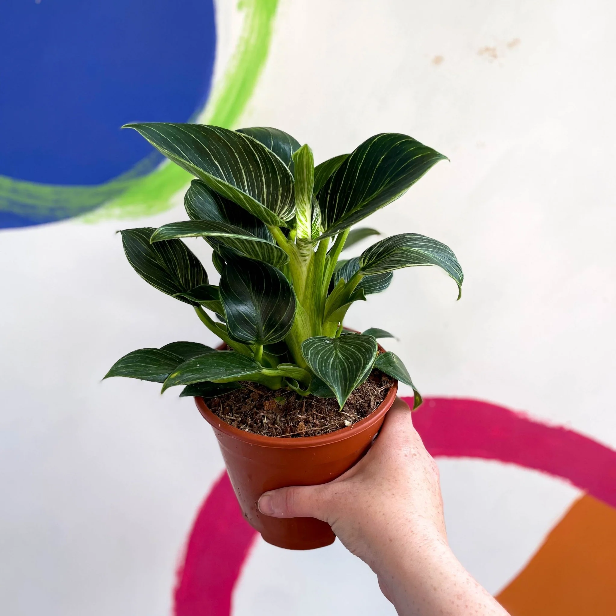 Philodendron birkin - Image 6