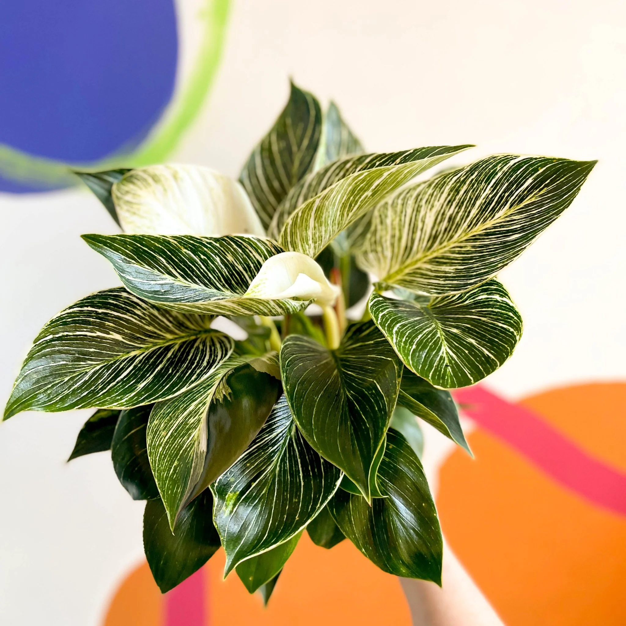 Philodendron birkin - British Grown