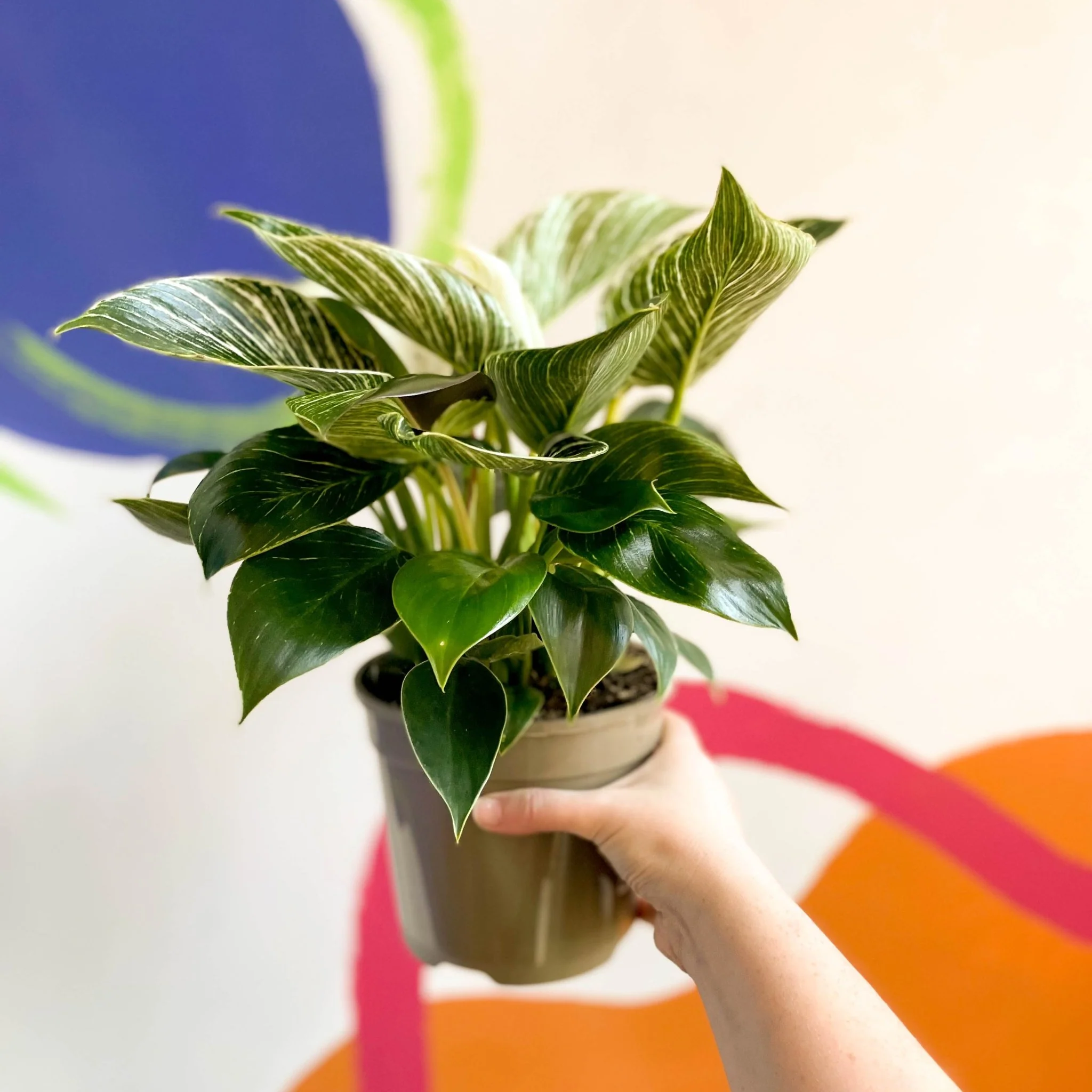 Philodendron birkin - British Grown - Image 2