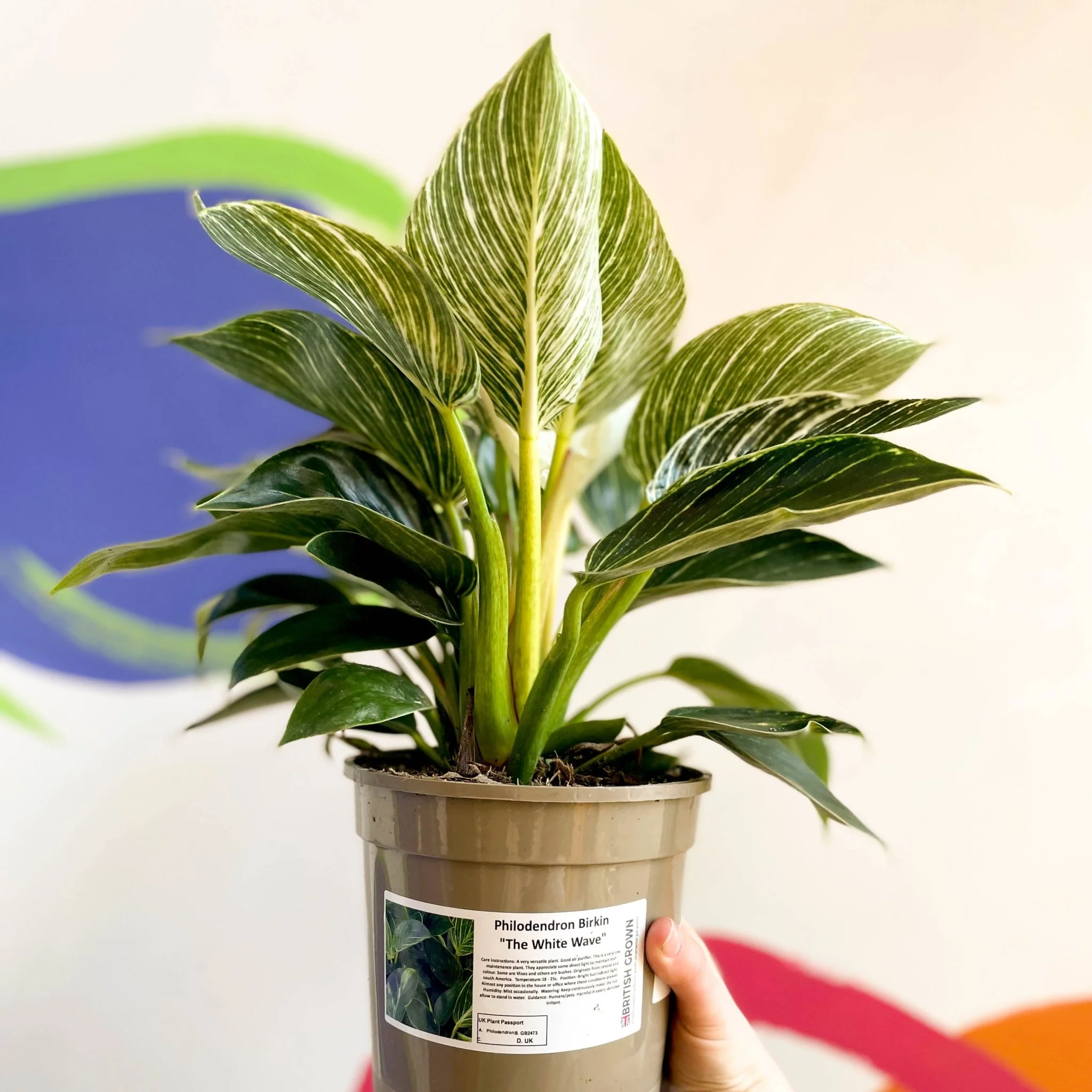 Philodendron birkin - British Grown - Image 3