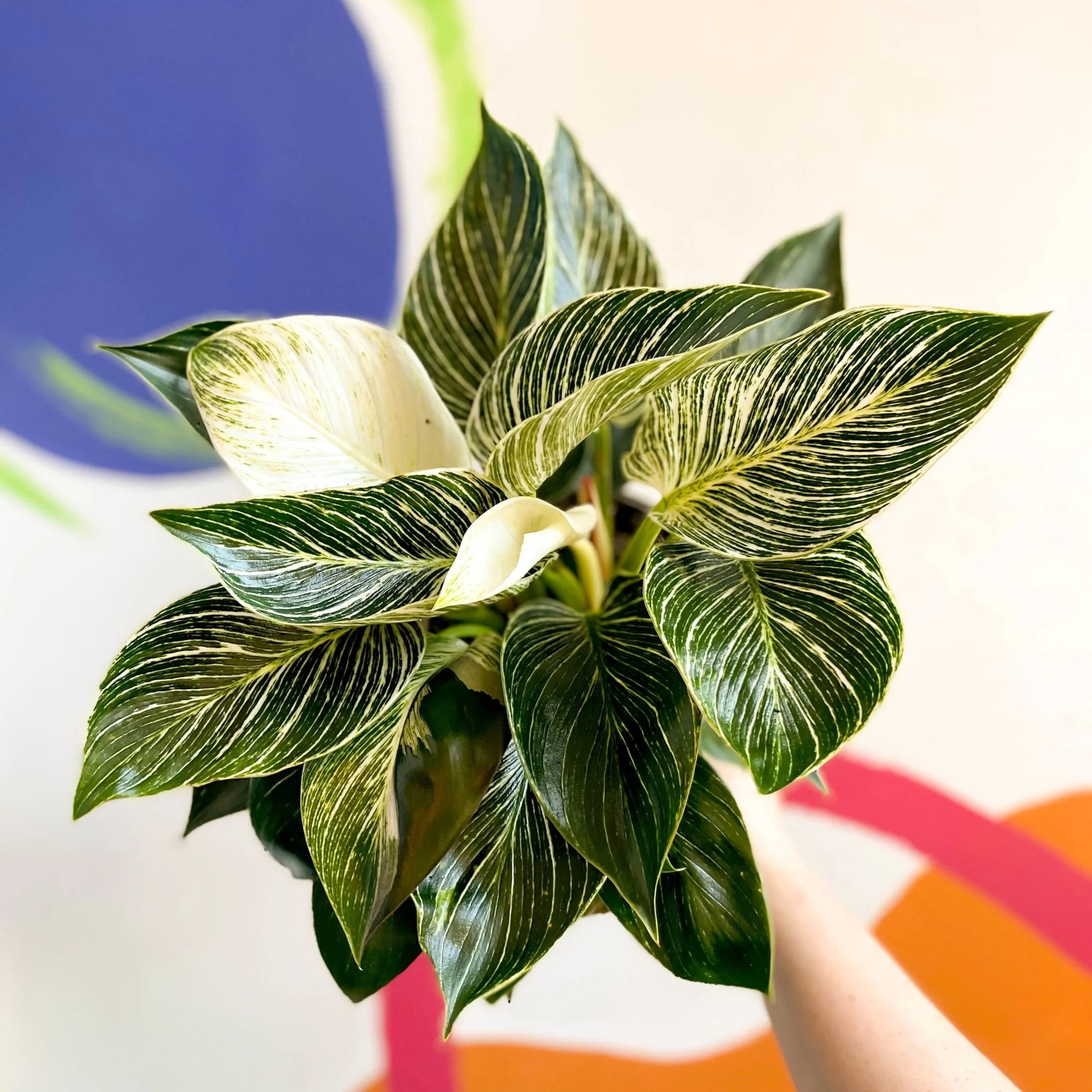 Philodendron birkin - British Grown - Image 4
