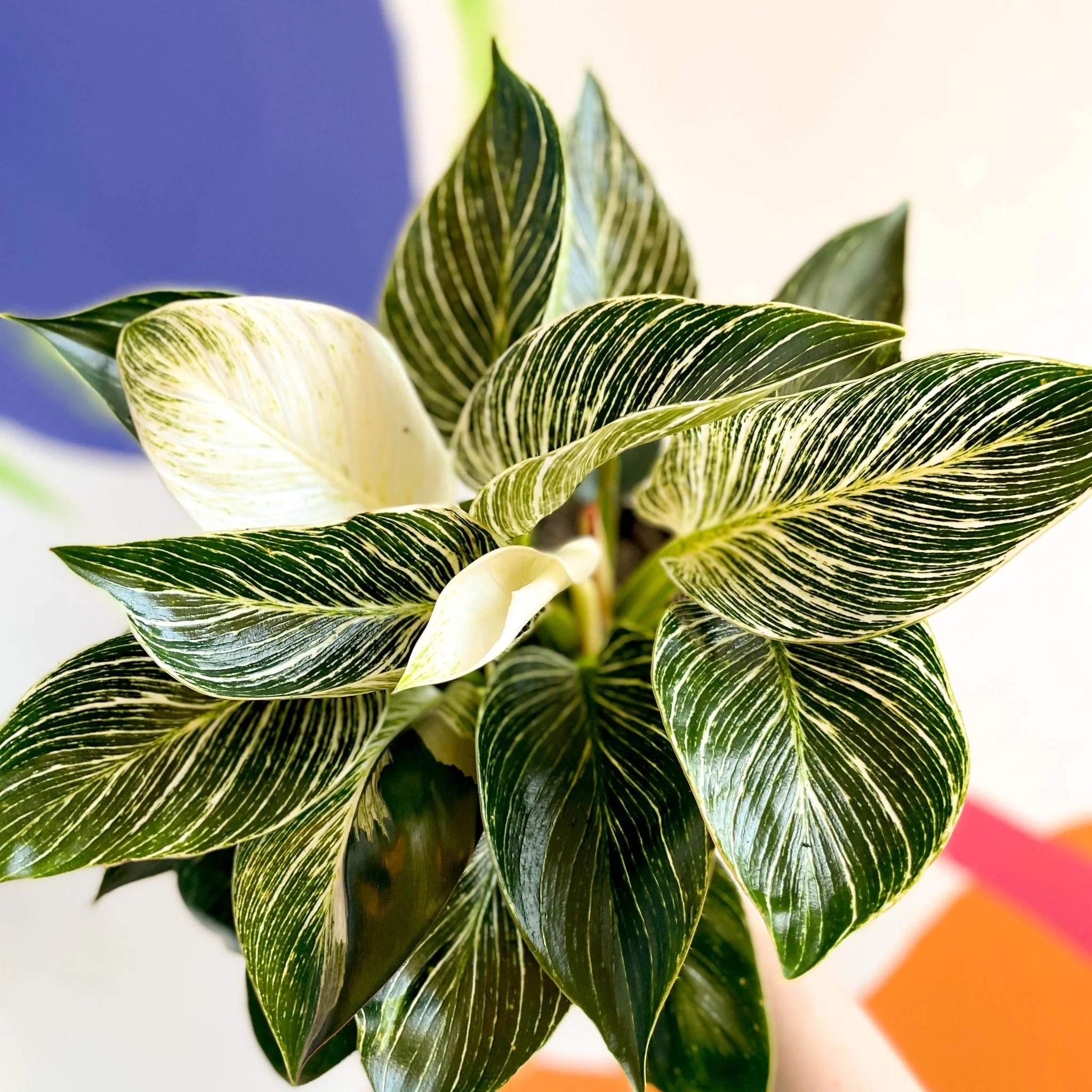 Philodendron birkin - British Grown - Image 5