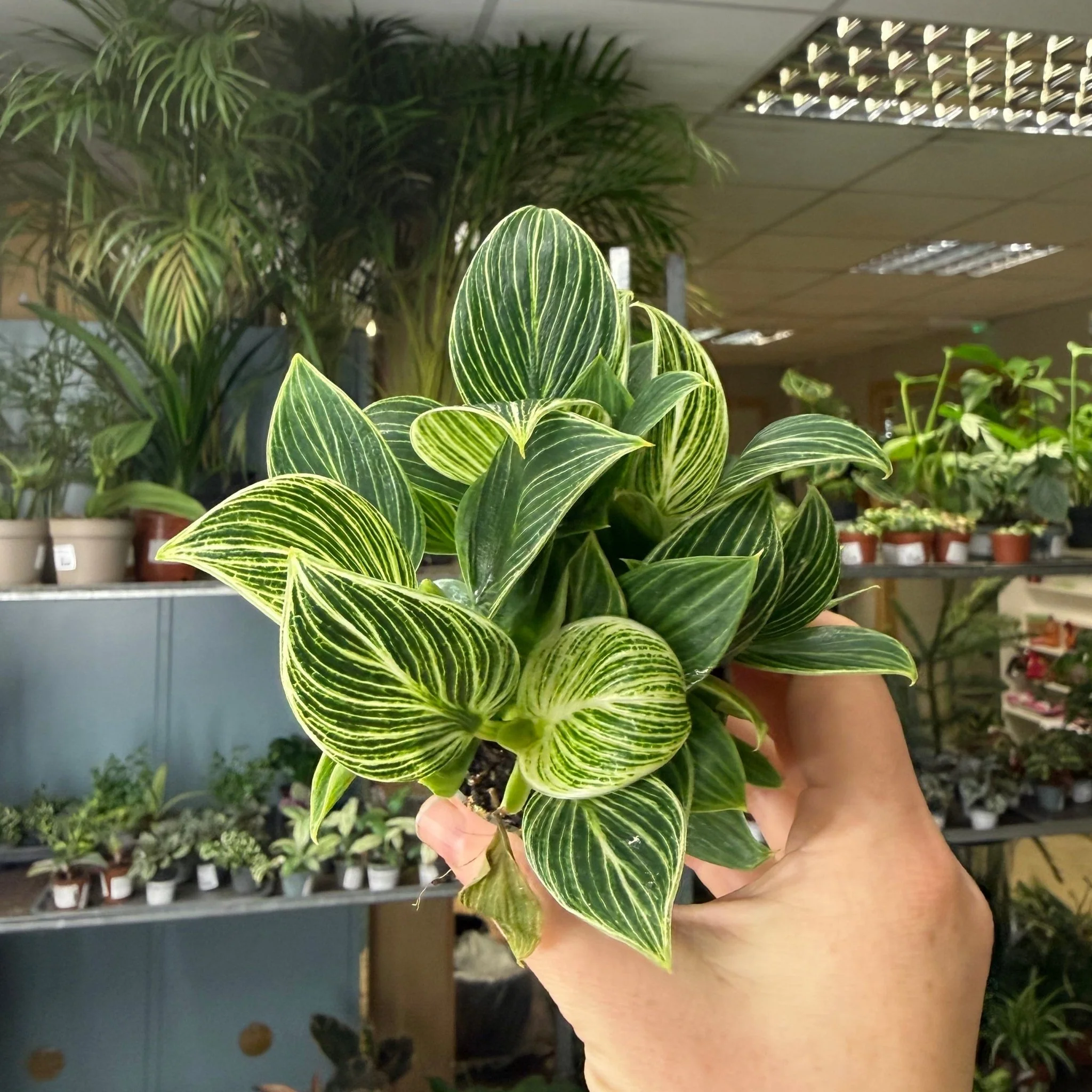 Philodendron birkin 'White Measure'