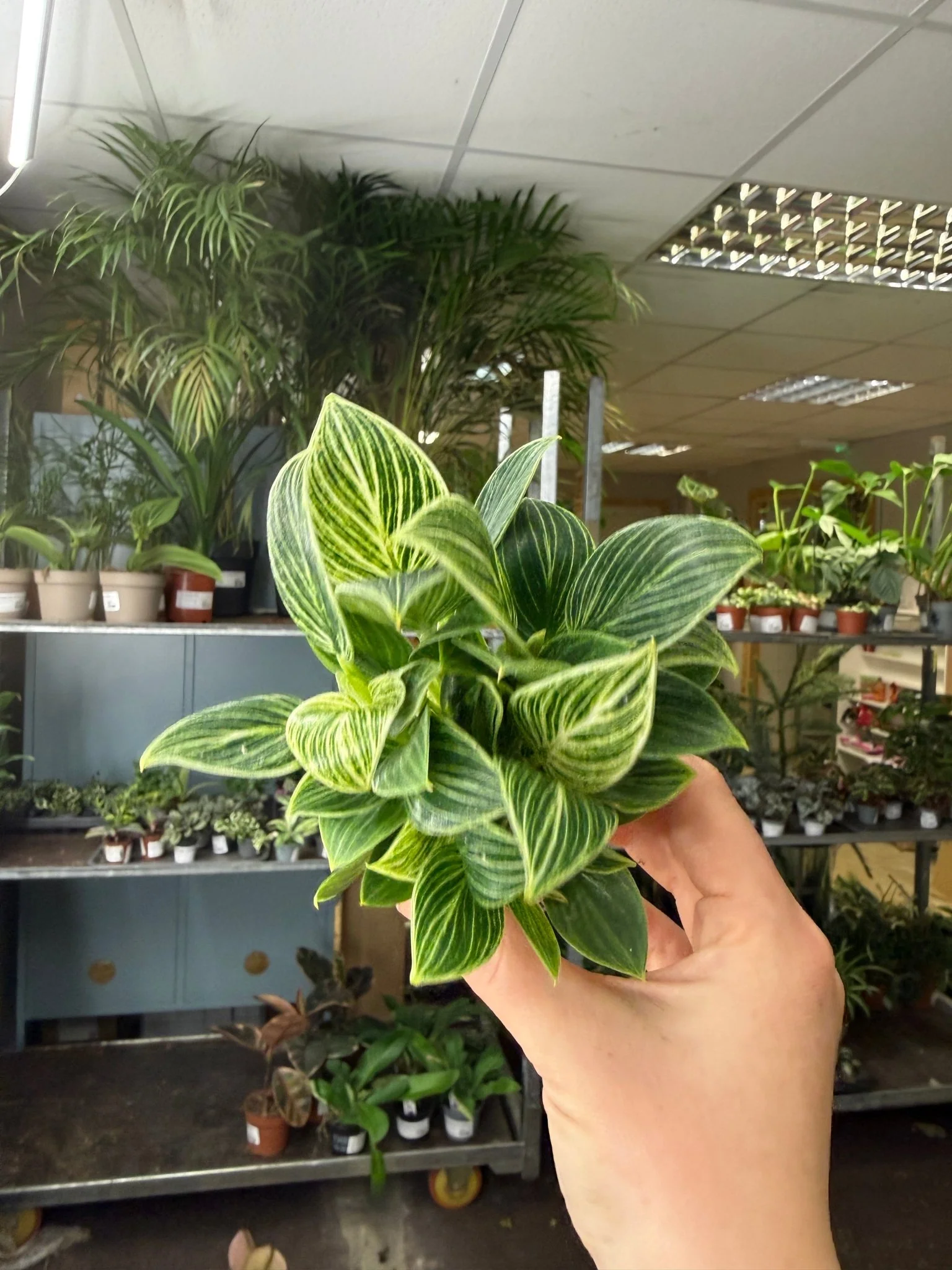 Philodendron birkin 'White Measure' - Image 3