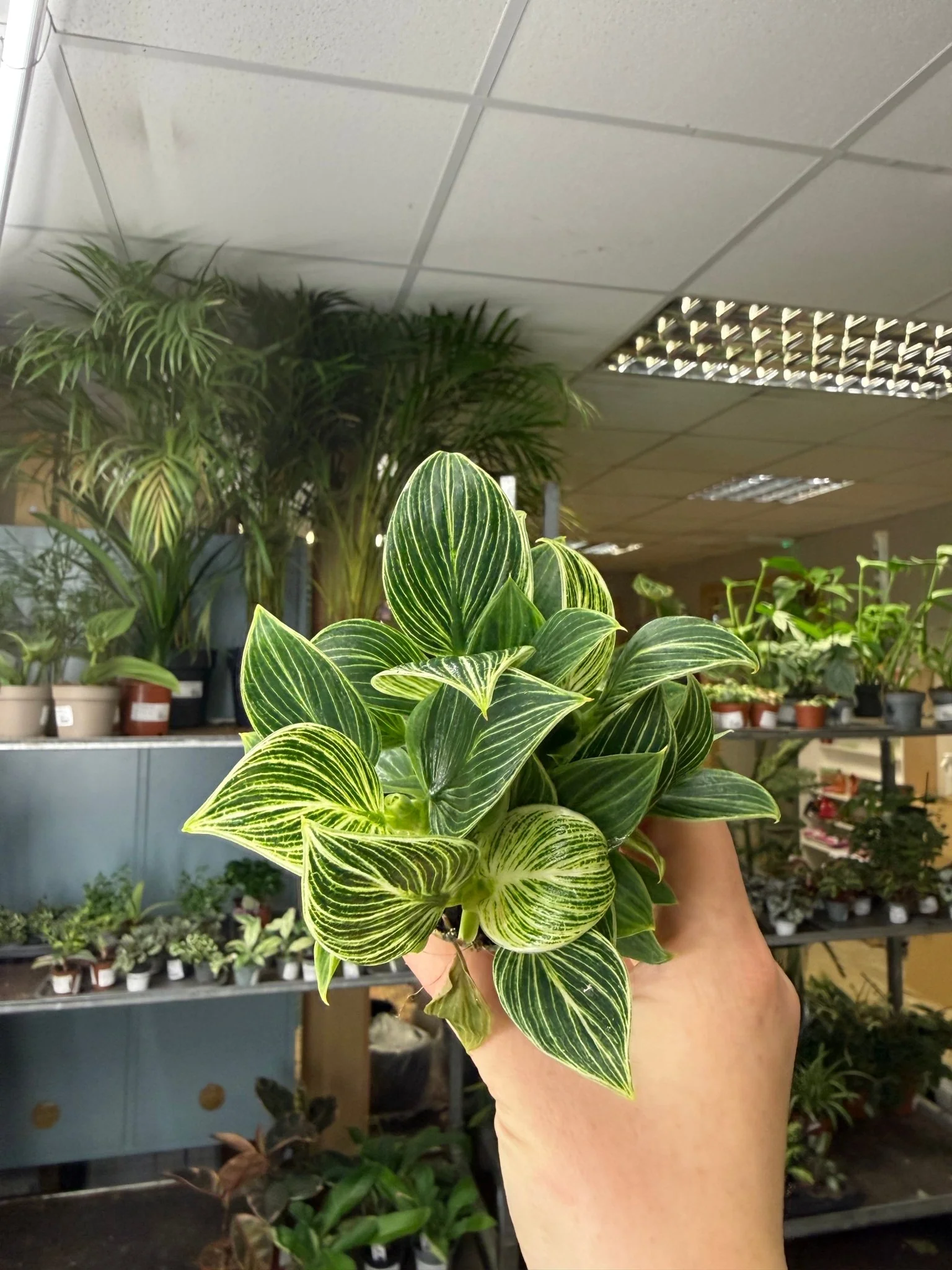 Philodendron birkin 'White Measure' - Image 4